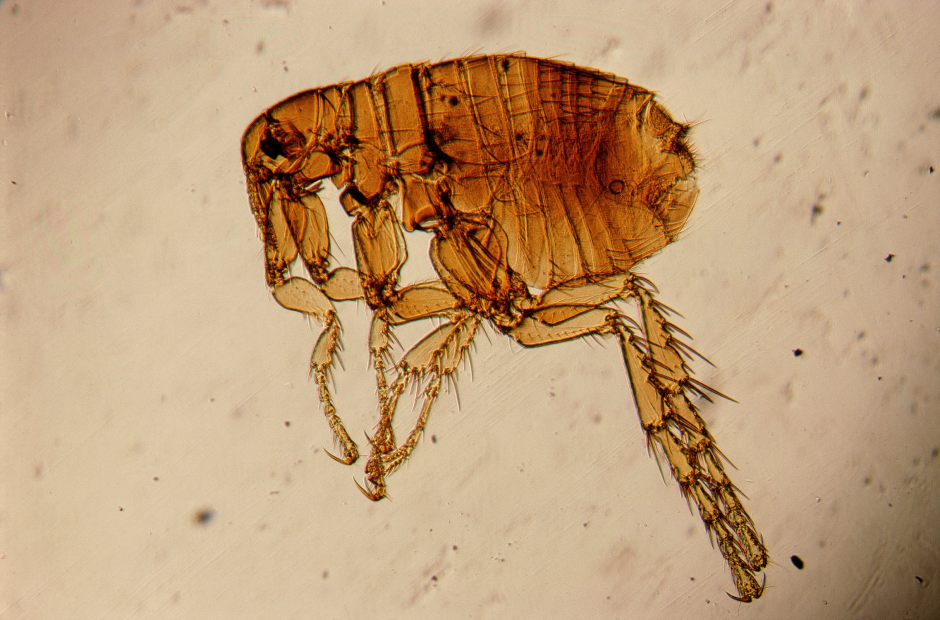 flea insects under the microscope