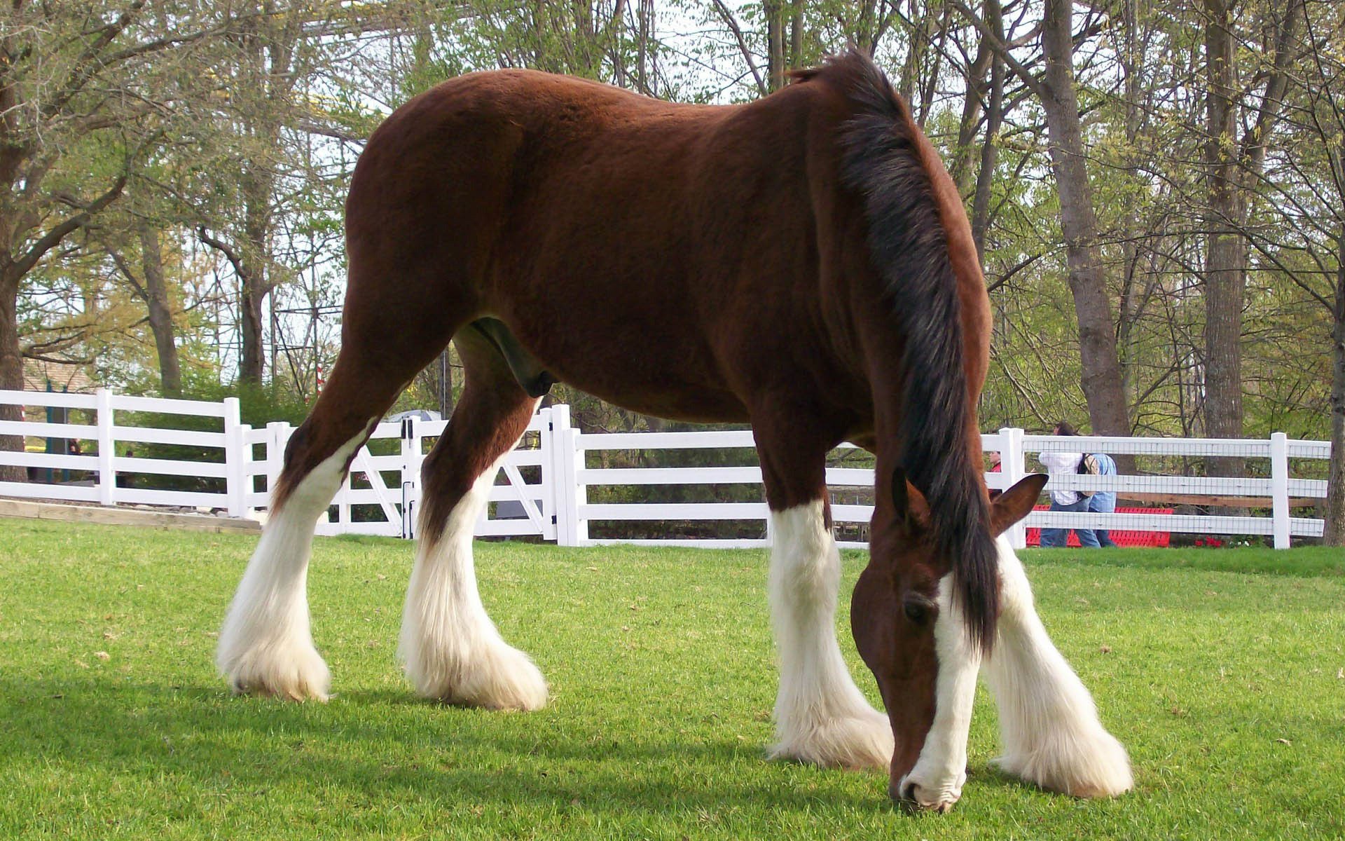 cheval herbe corral laine