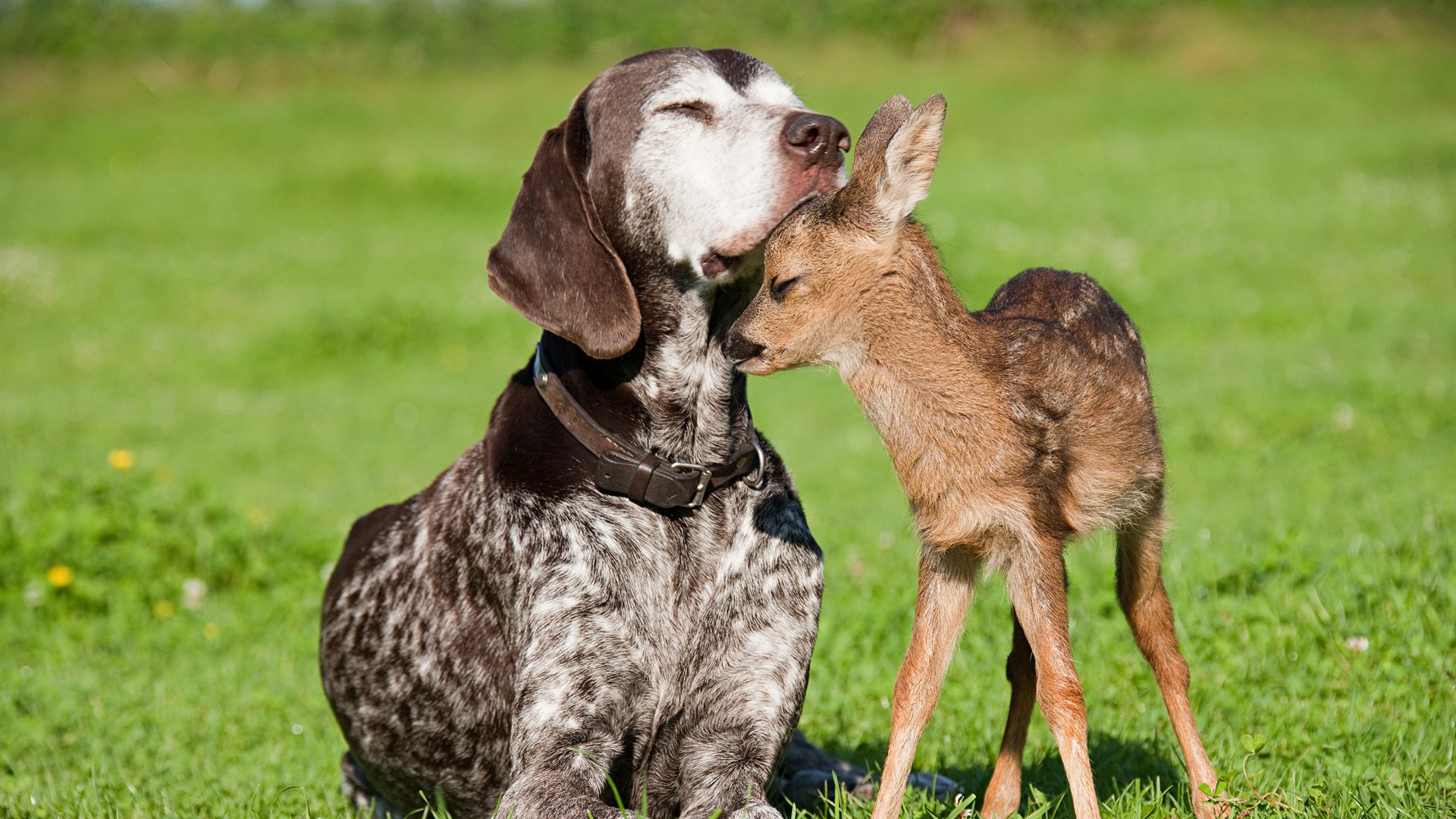 dog deer friend