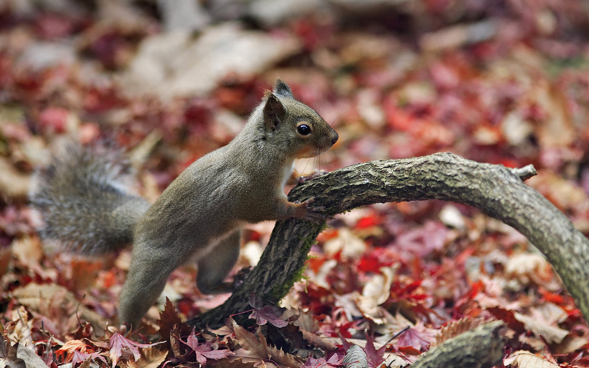 quirrel for desktop animal planet beautiful wallpapers for desktop nature autumn forest autumn forest leaves branch