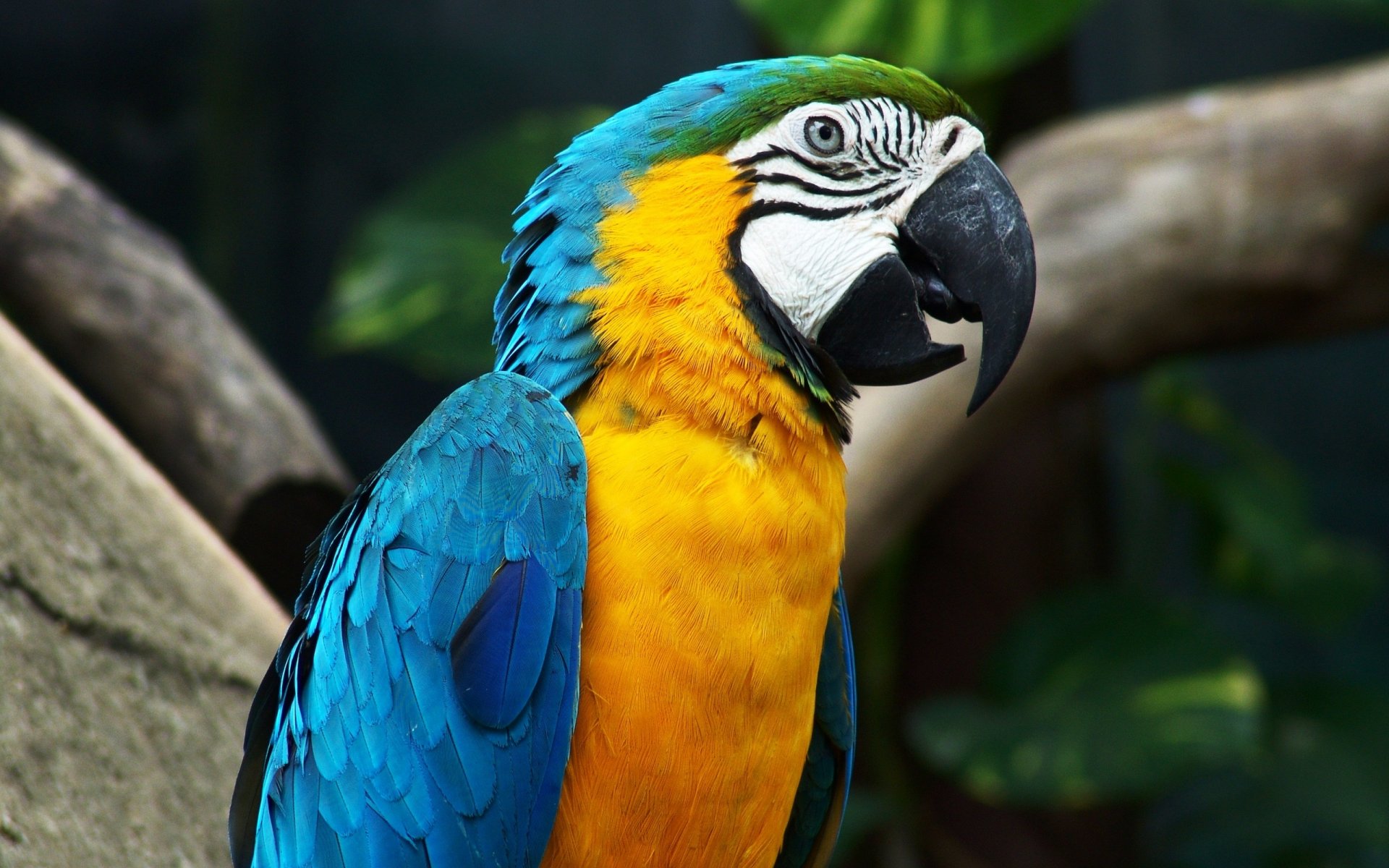 parrot ara talker beak