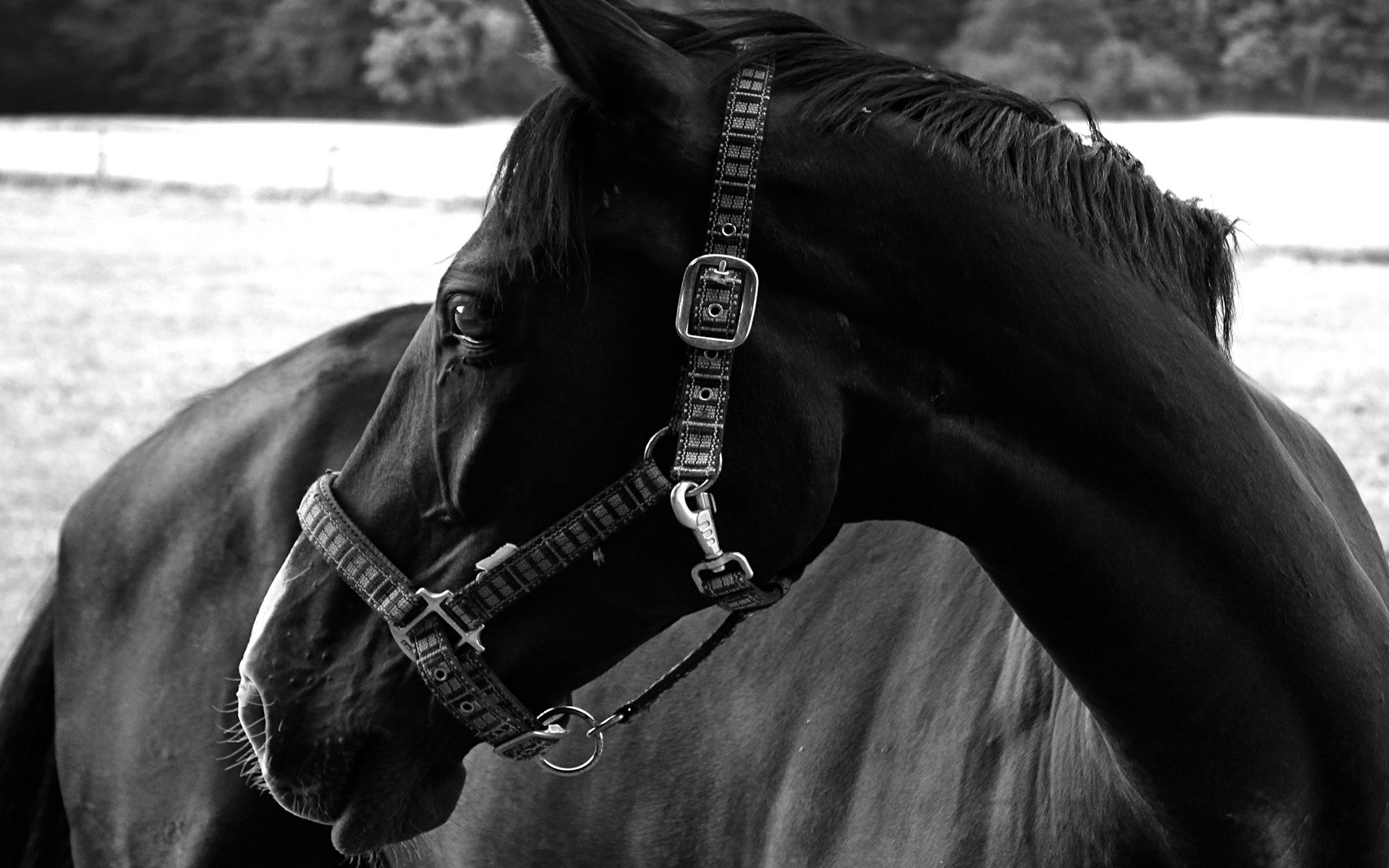 cavallo lana colore nero occhi grazia bellezza foto nero bianco