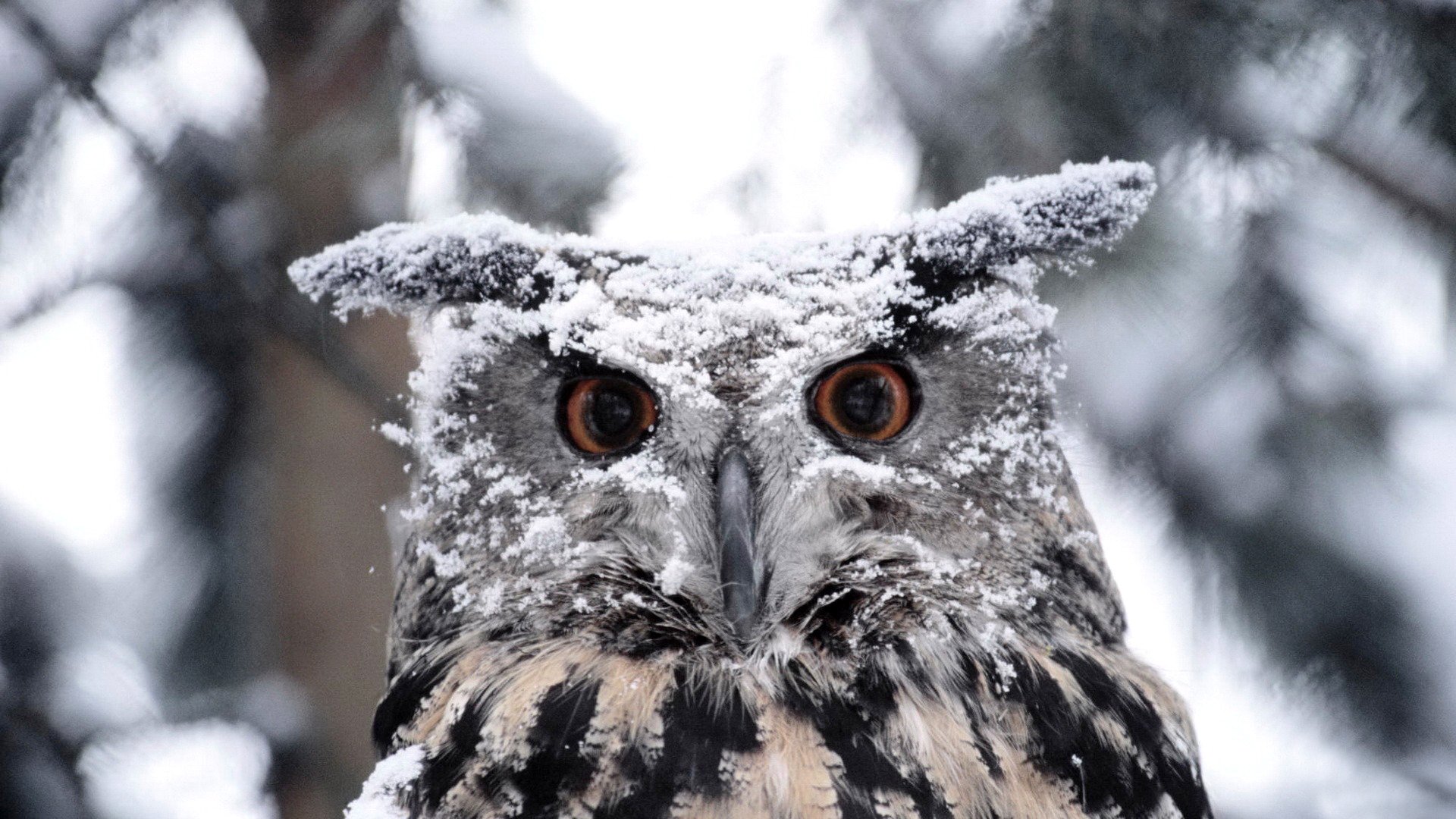 hiver neige oiseau hibou hibou plumage plumes coloration yeux bec