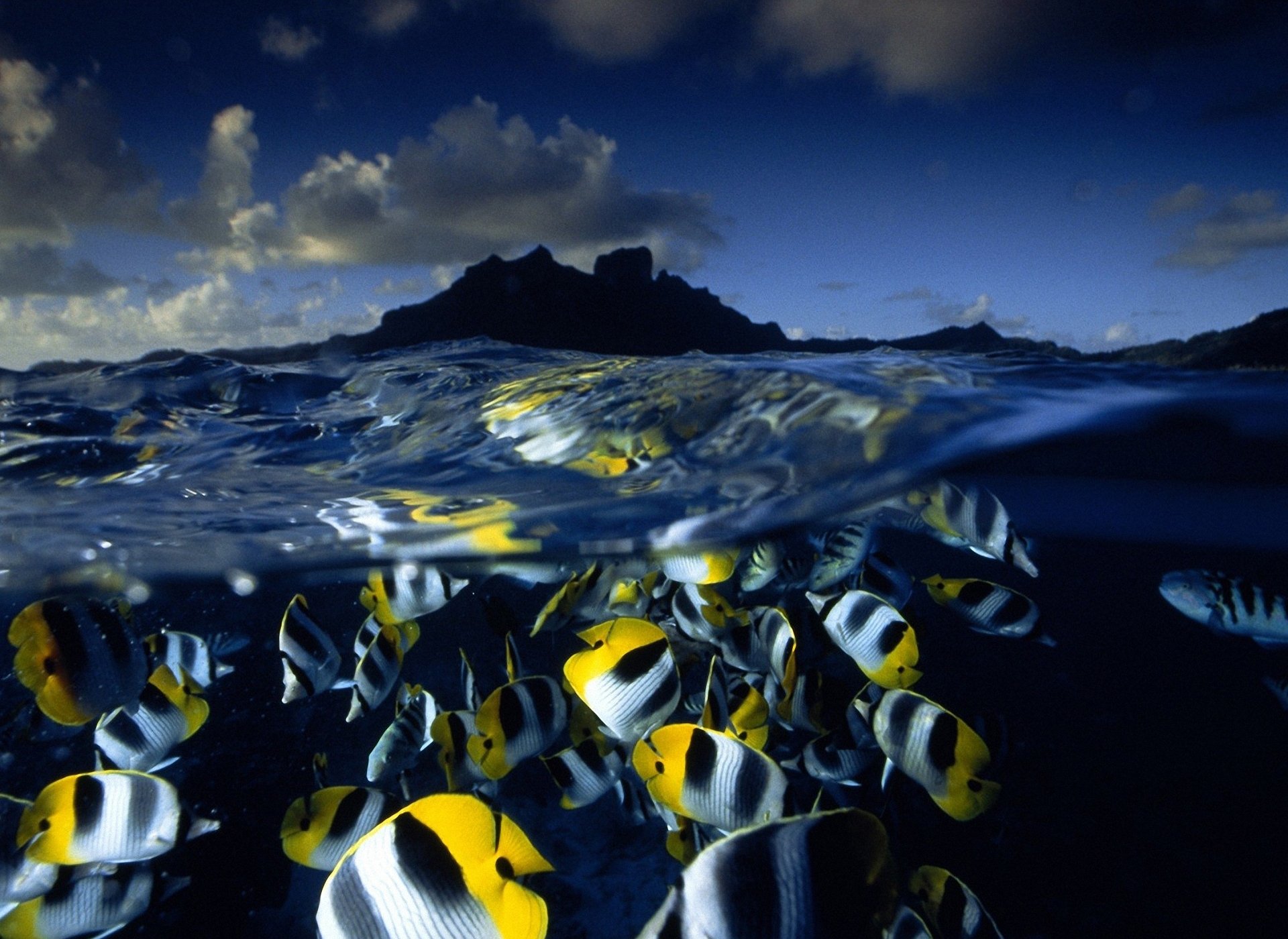 peces mar agua olas