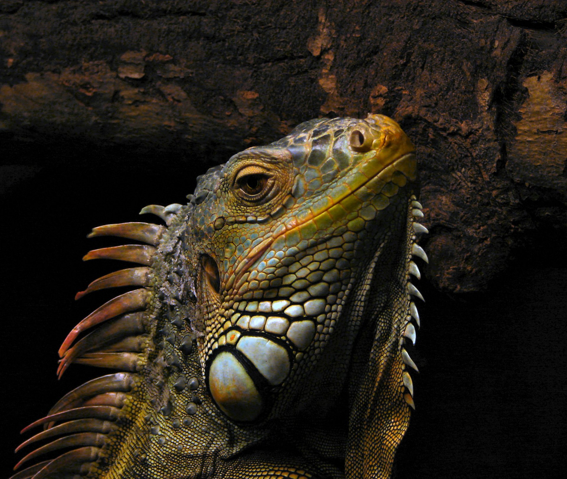 image. animal reptile varane