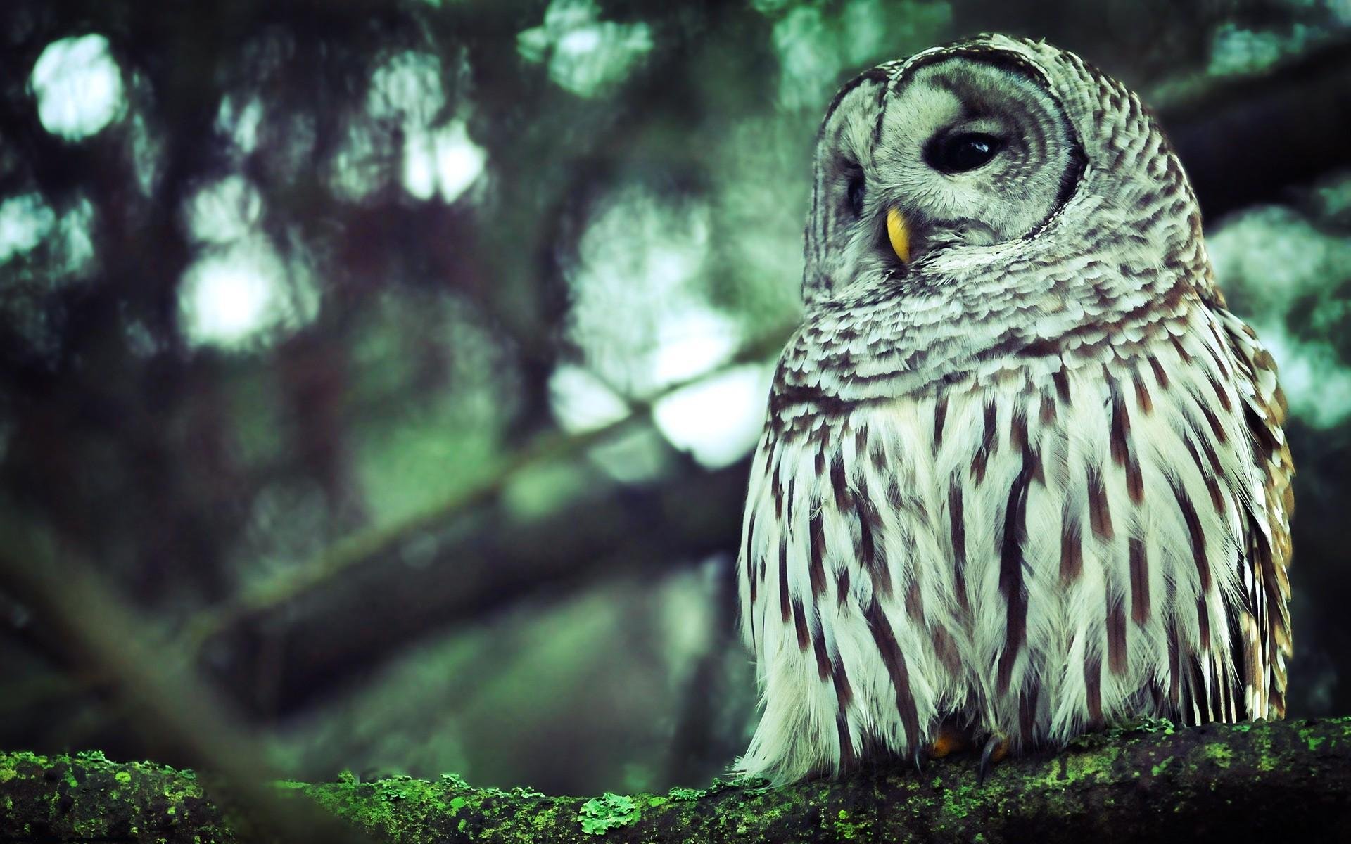 forest trees branches branches owl feathers beak eyes background wallpaper