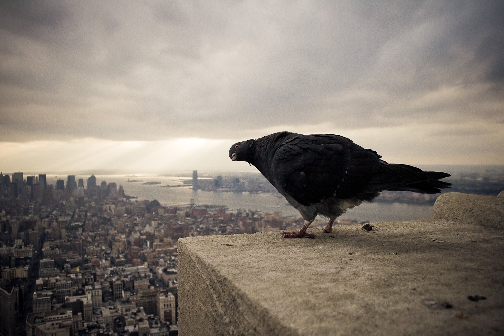 pigeon oiseau ciel hauteur ville