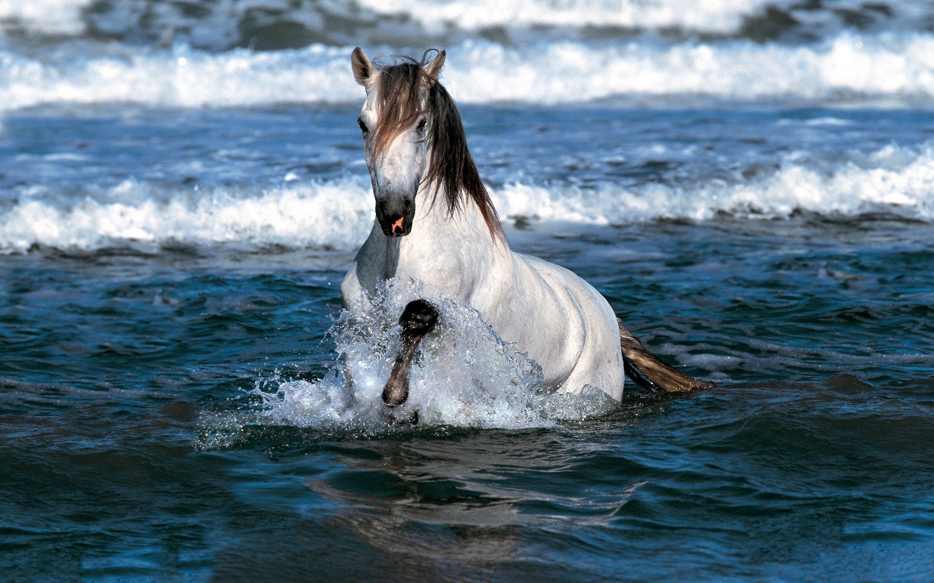 mer vagues mousse jet ressac blanc cheval crinière