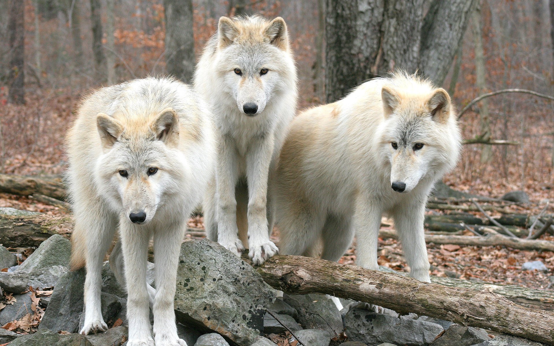 lobos bosque naturaleza árboles