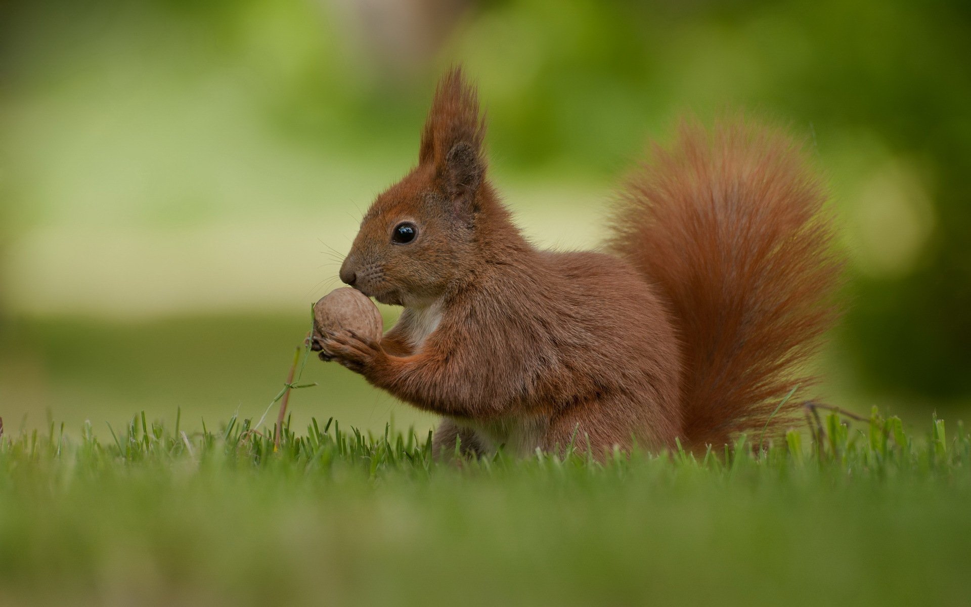 eichhörnchen sommer natur