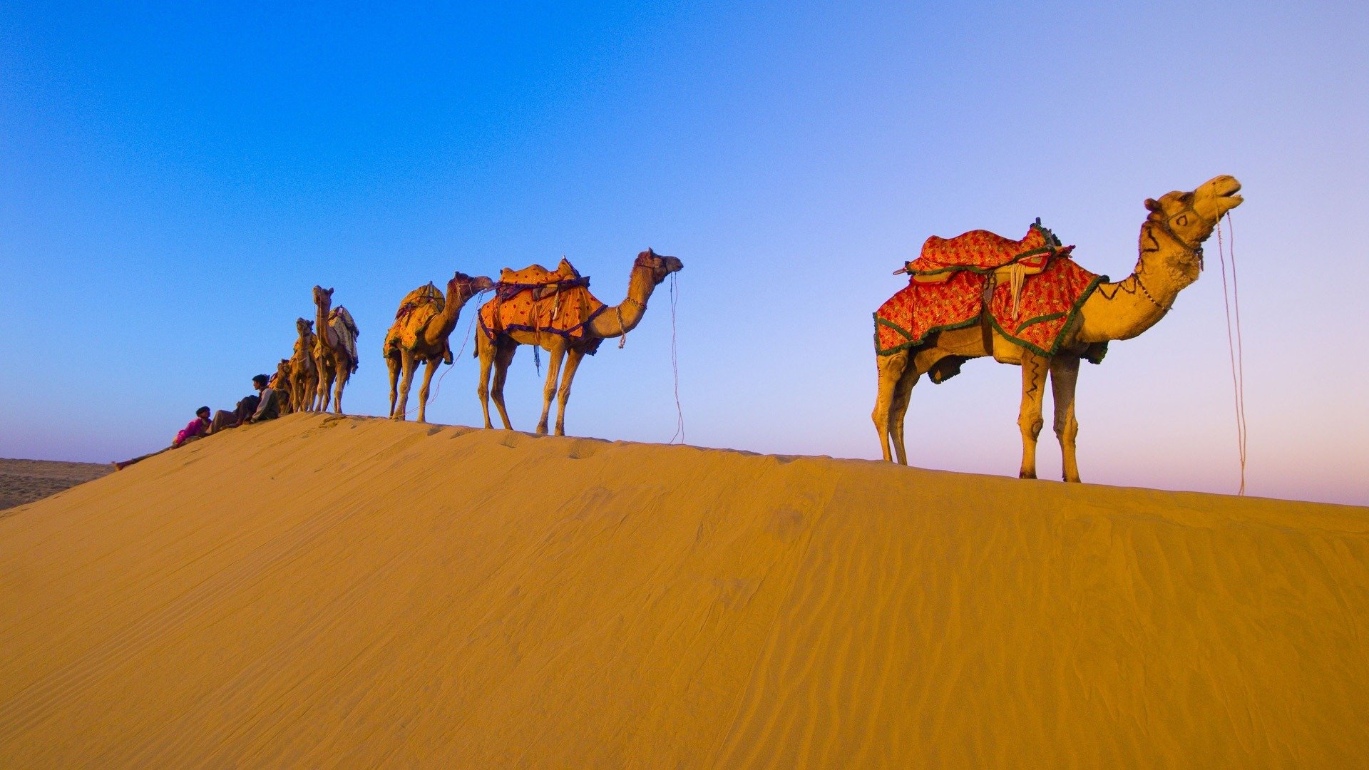 camellos caravana desierto