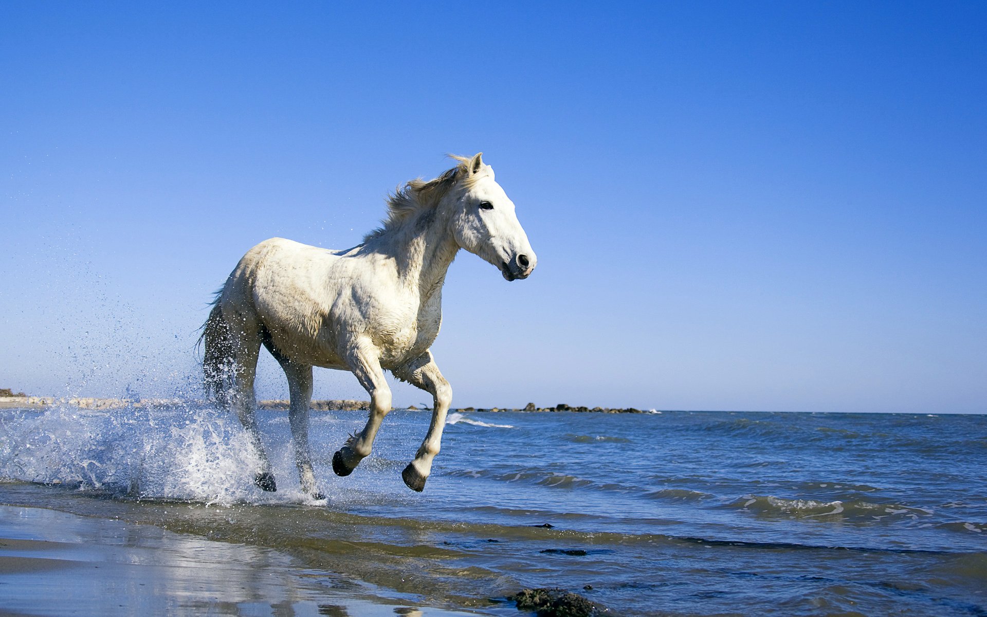 cavallo cavallo mare acqua riva