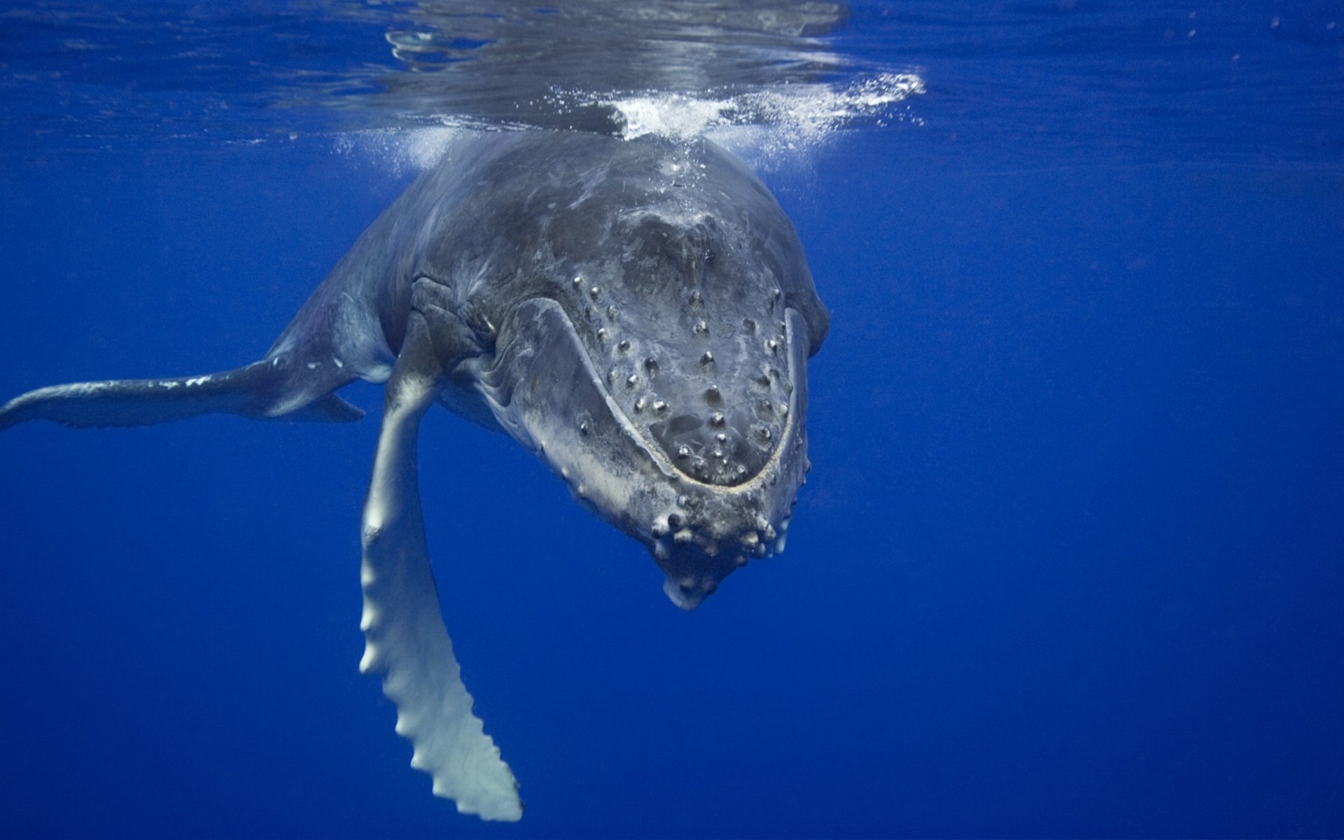 baleine océan bleu