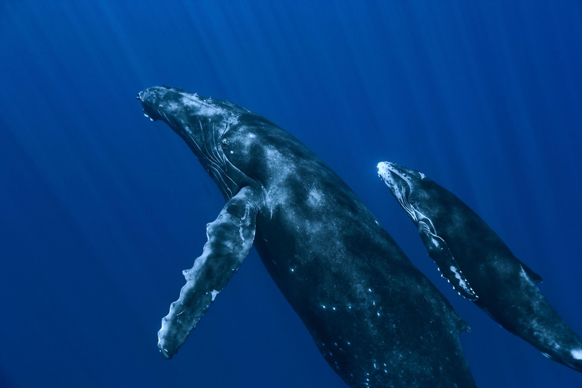 ballenas océano bajo el agua