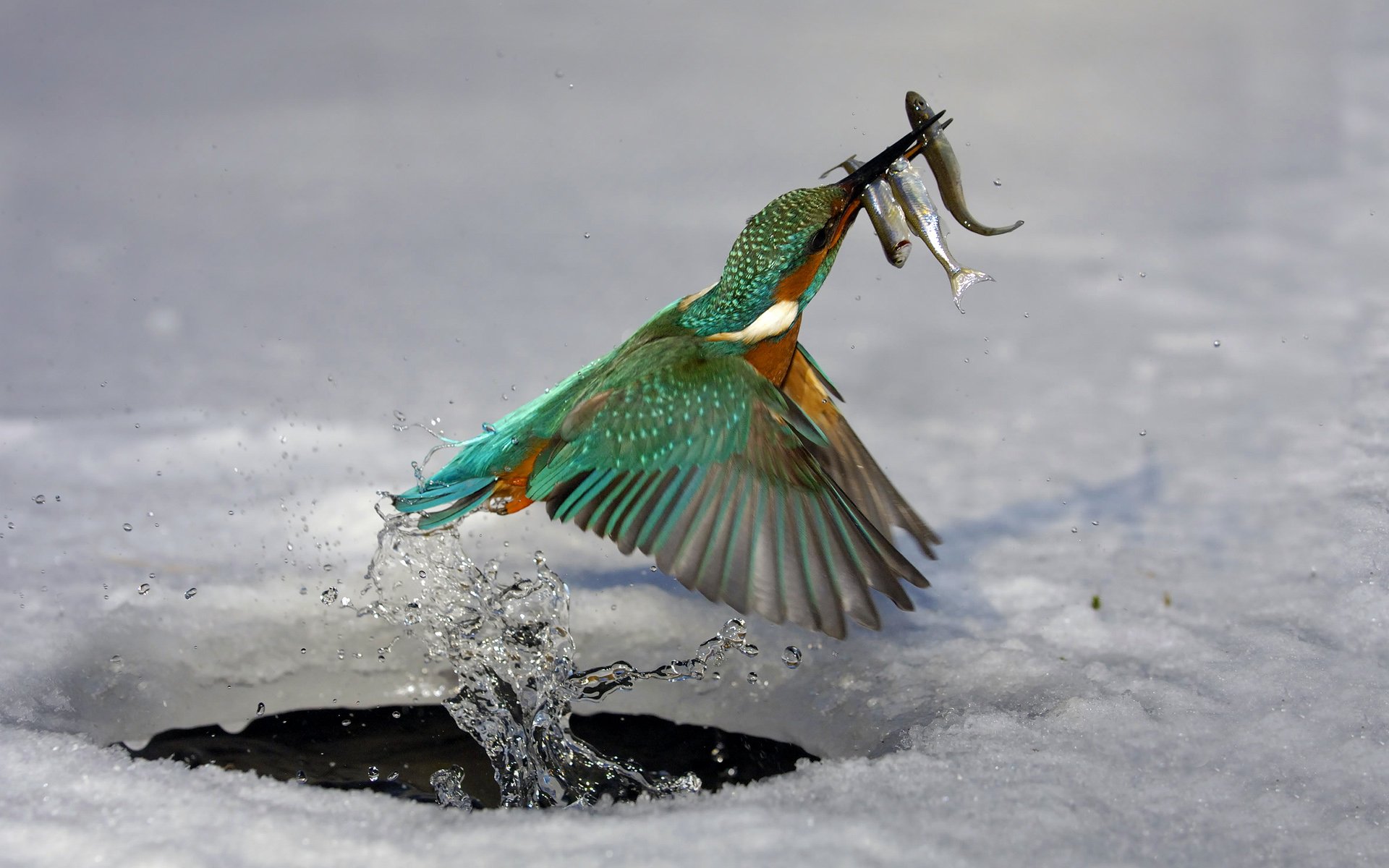 martin pescatore uccello caccia pesce ghiaccio acqua