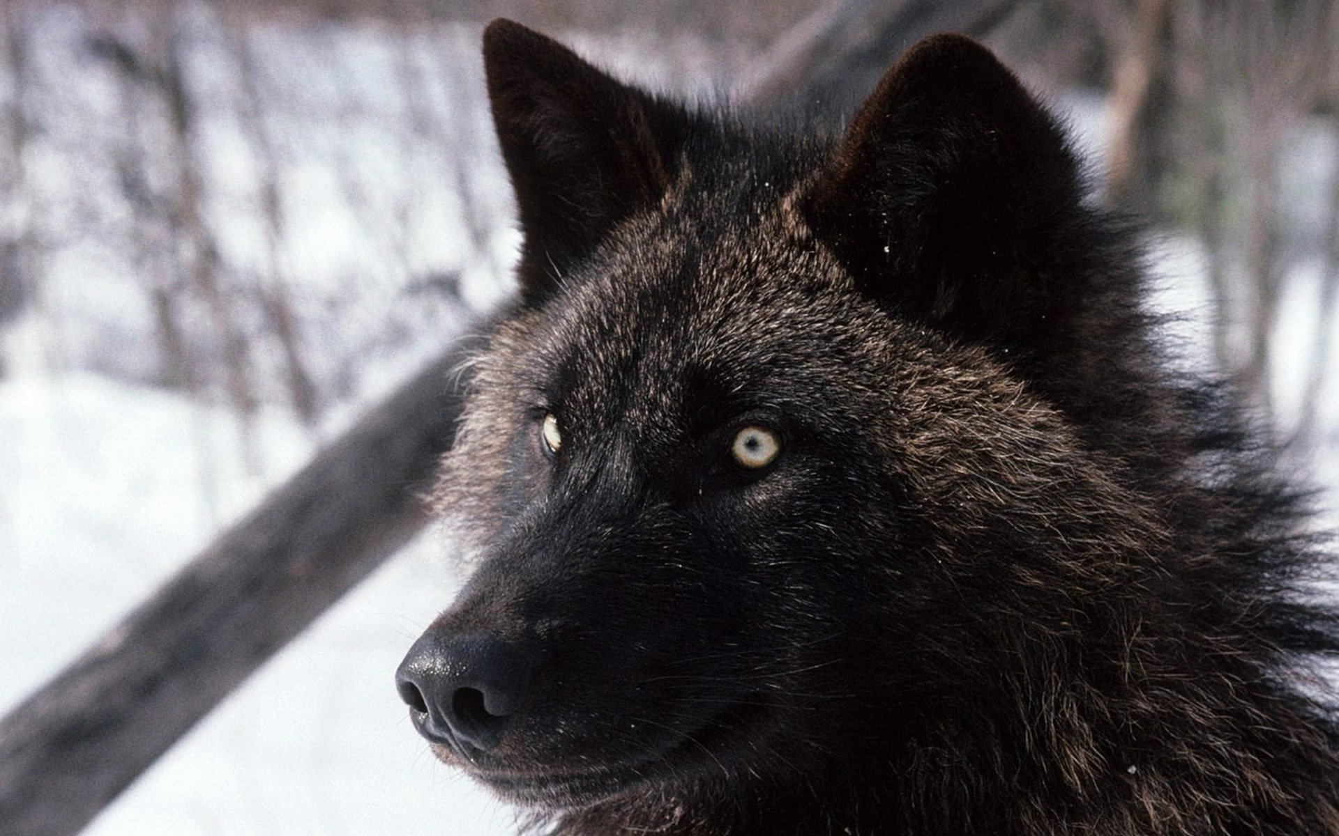 loup forêt hiver