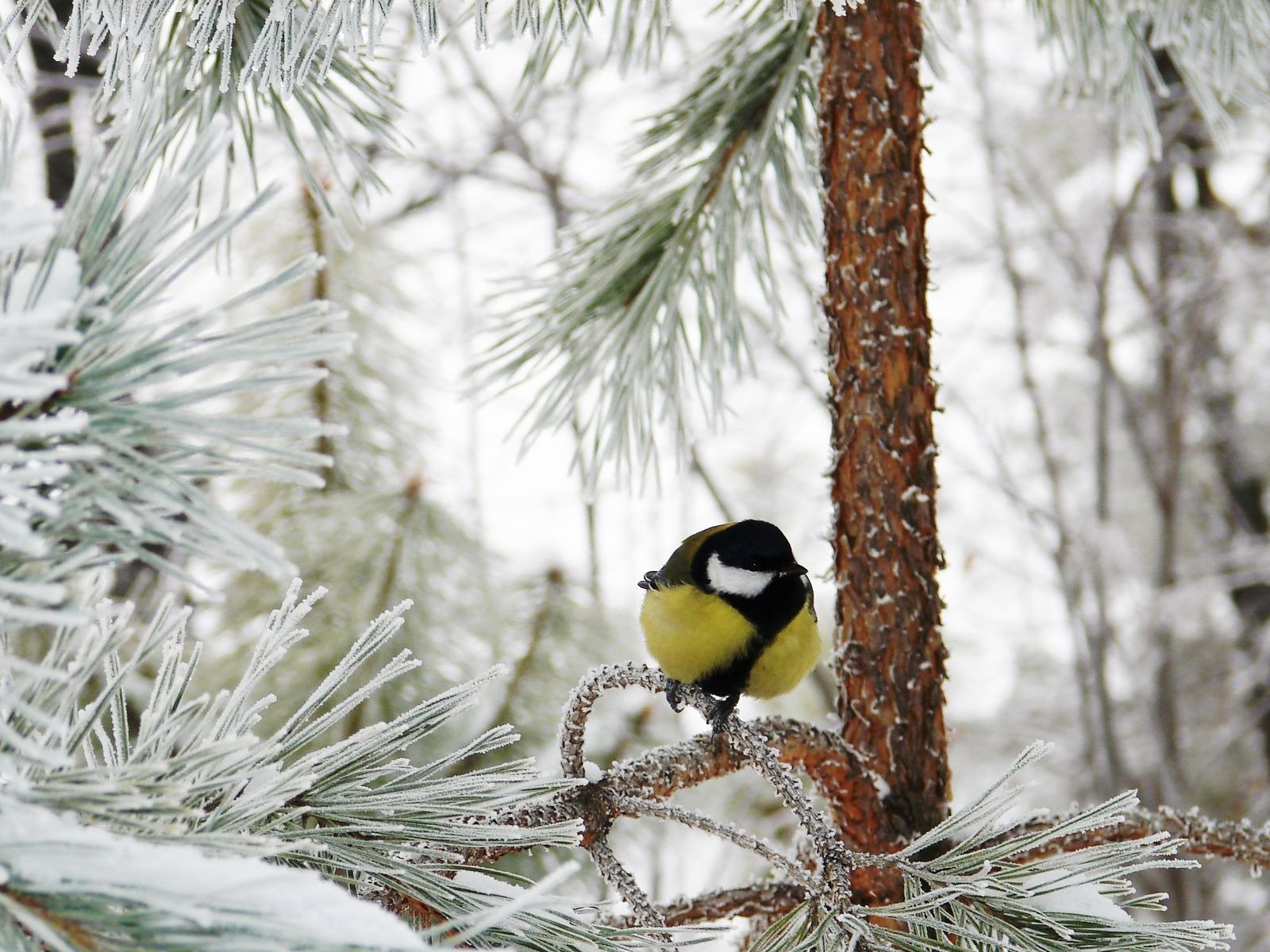 forêt hiver neige givre mésange