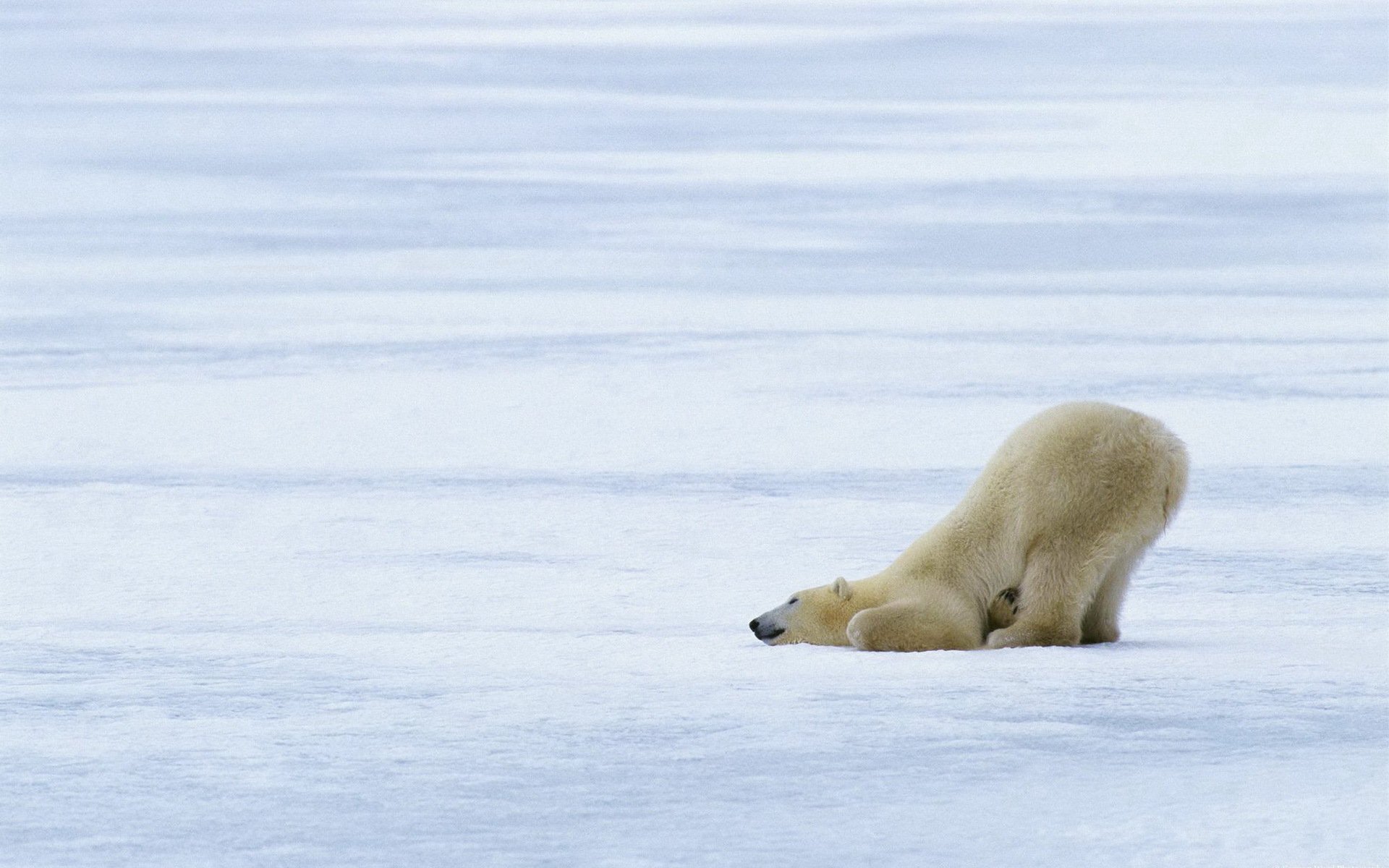 background next snow frost white bear fur