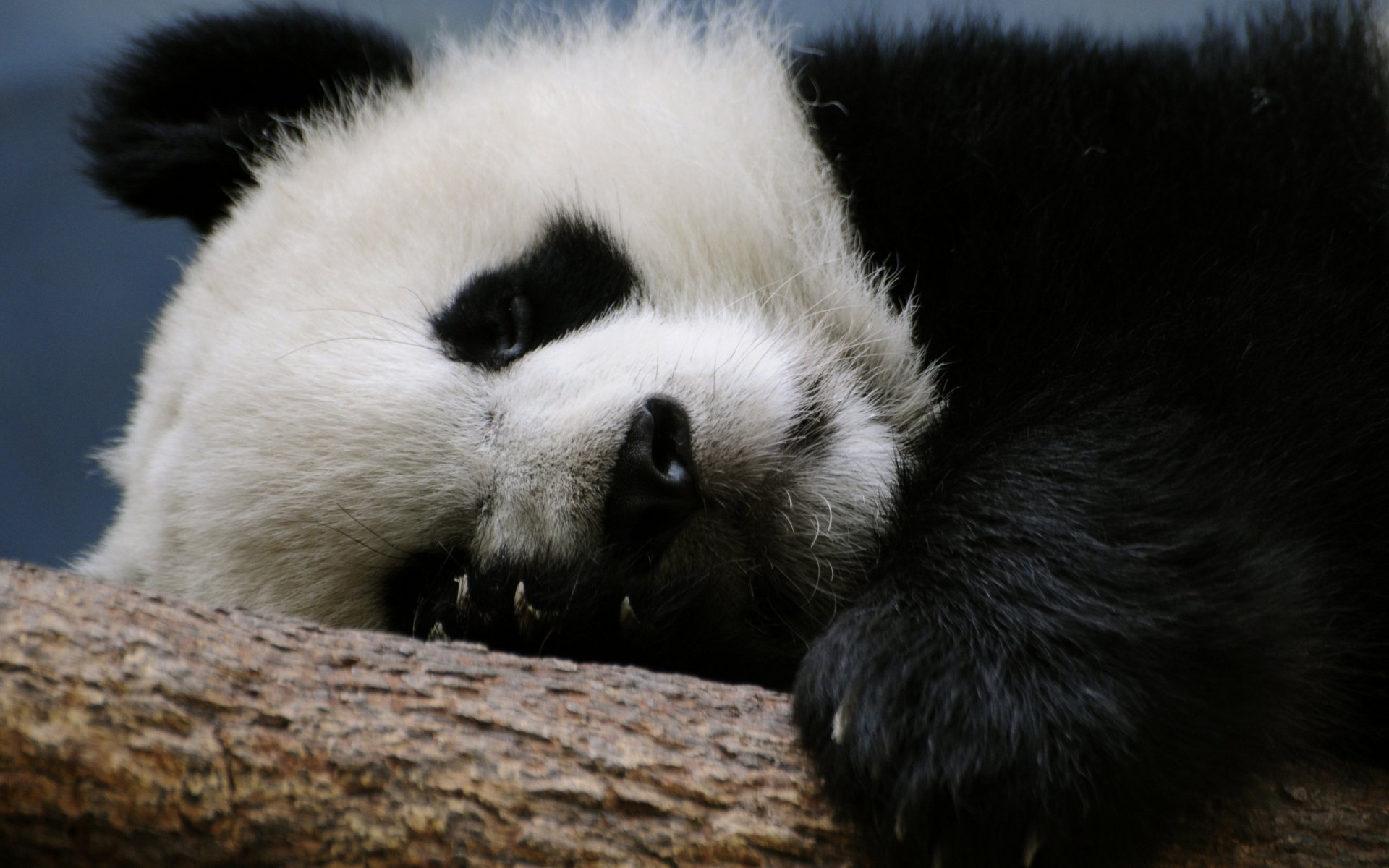 panda bear branch sleeping