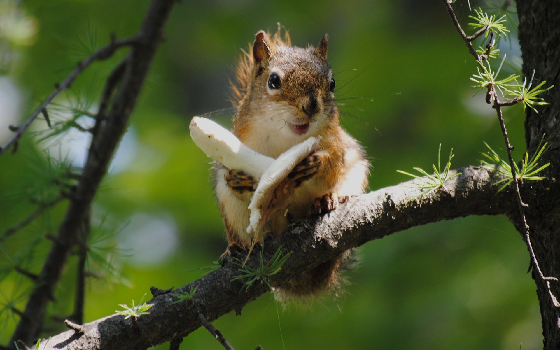 protein tree branch food mushroom