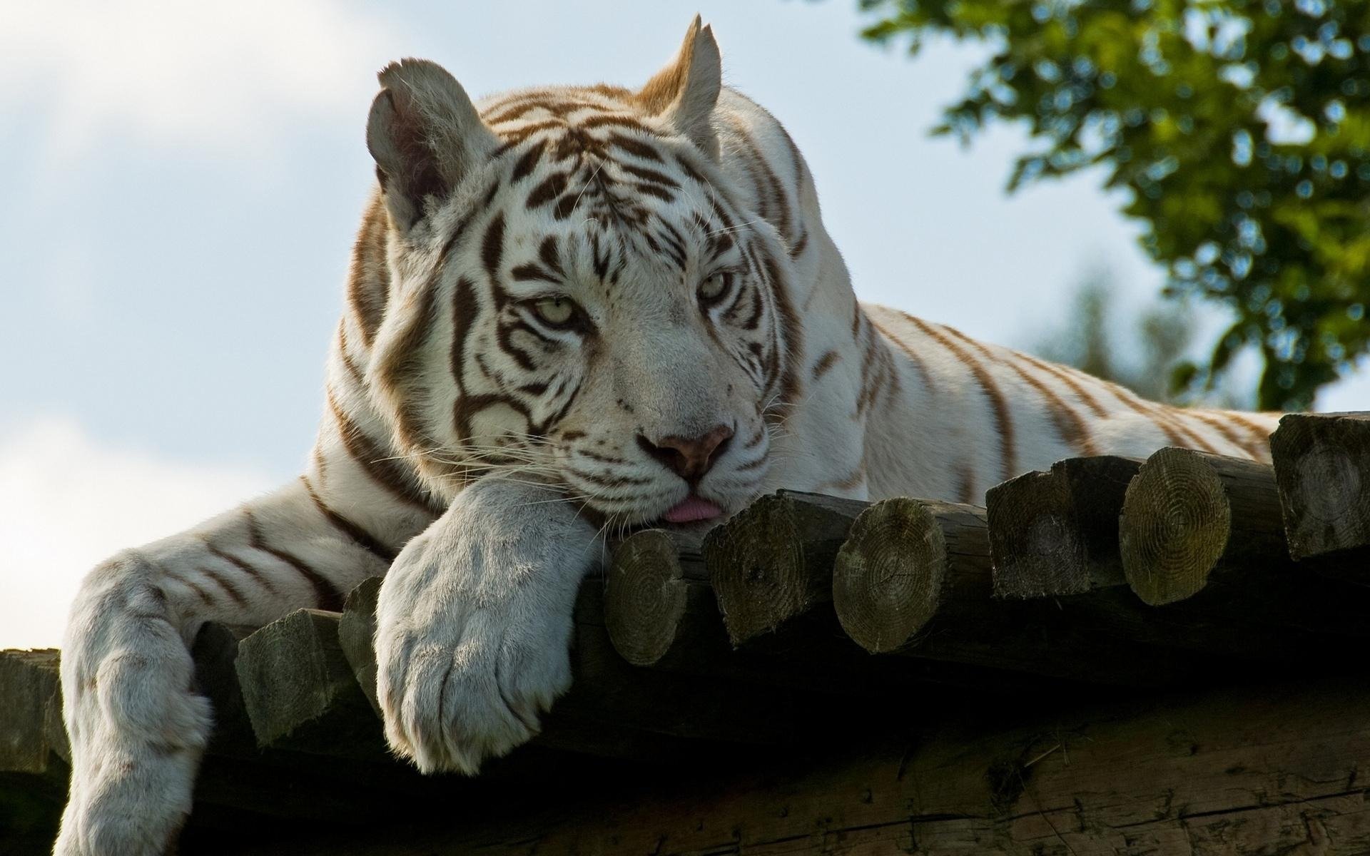 tigre blanc repos pattes museau