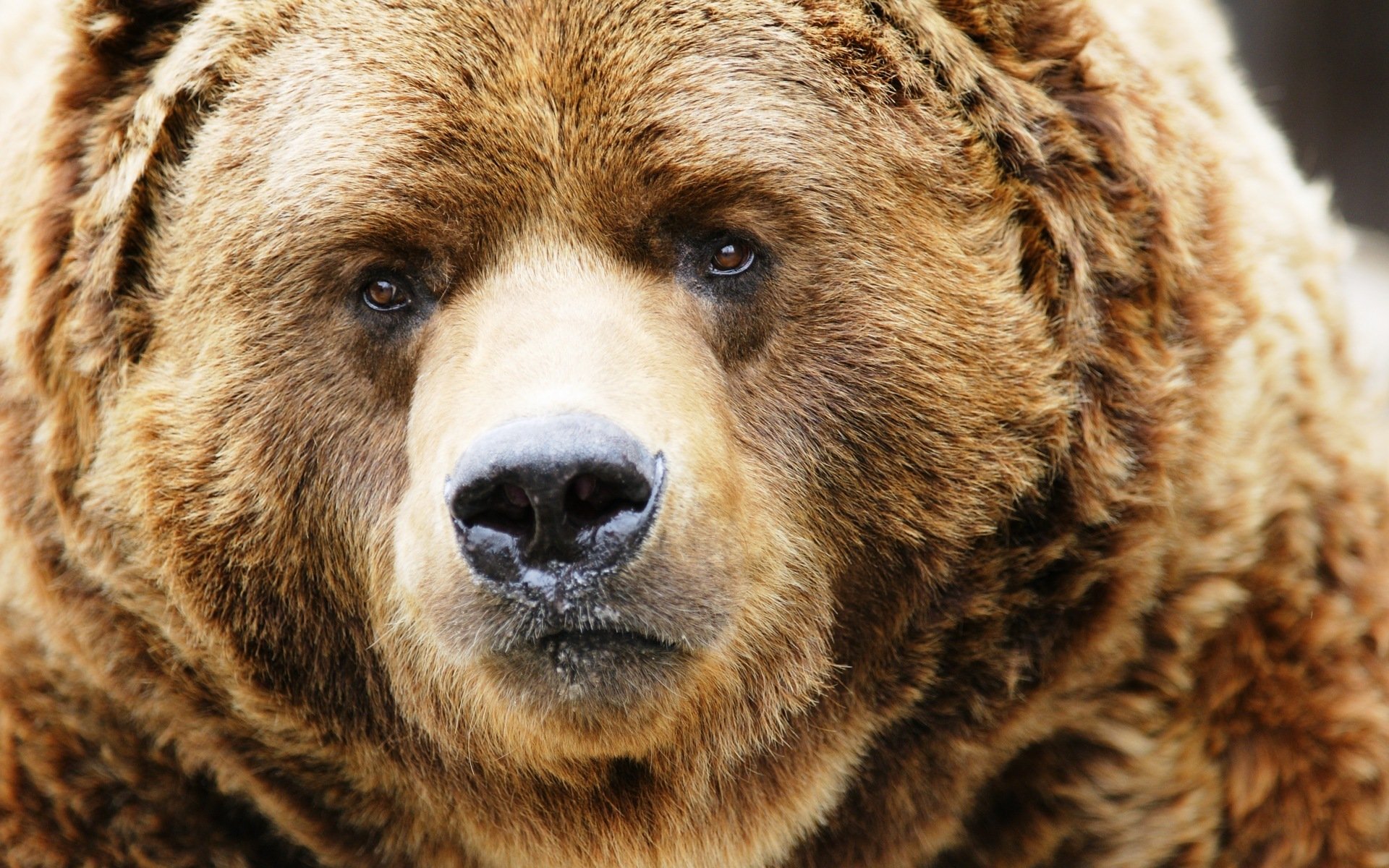 museau brun sévère ours nez regard