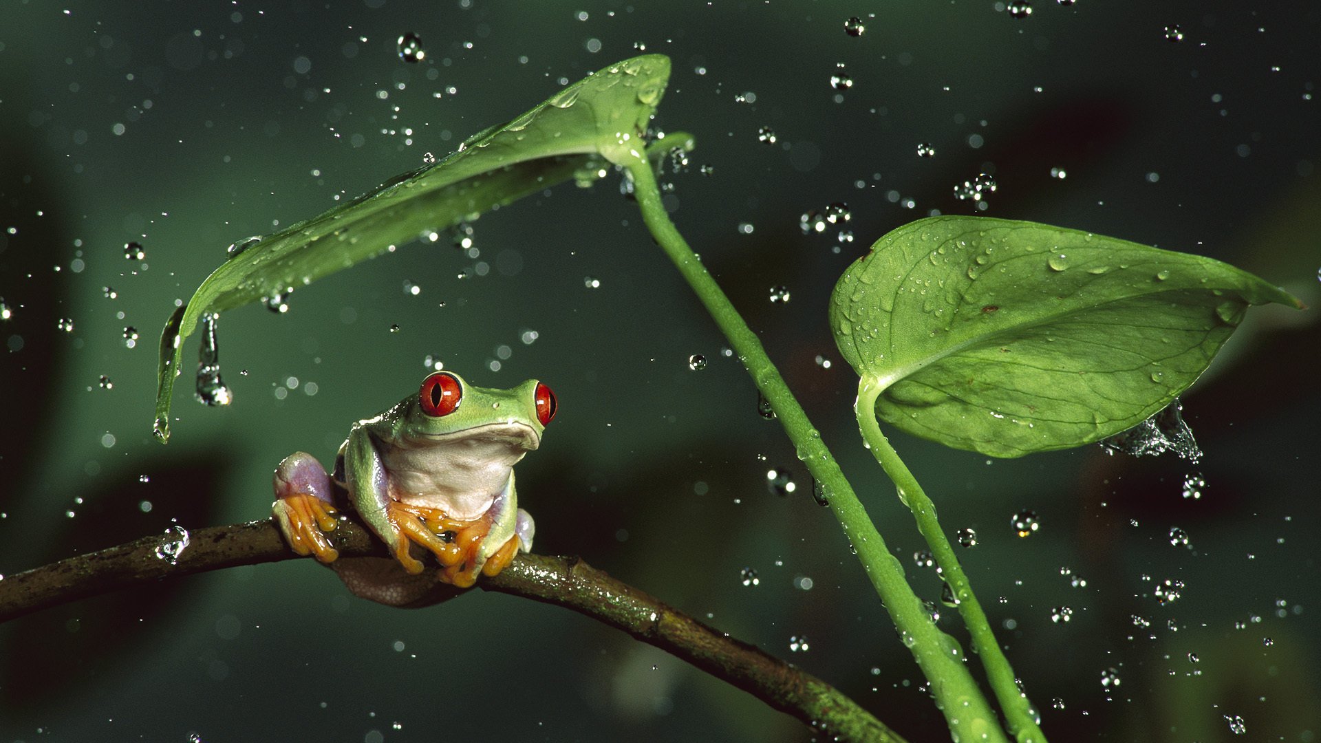 animaux animaux grenouille gouttes eau feuilles tiges éclaboussures nature