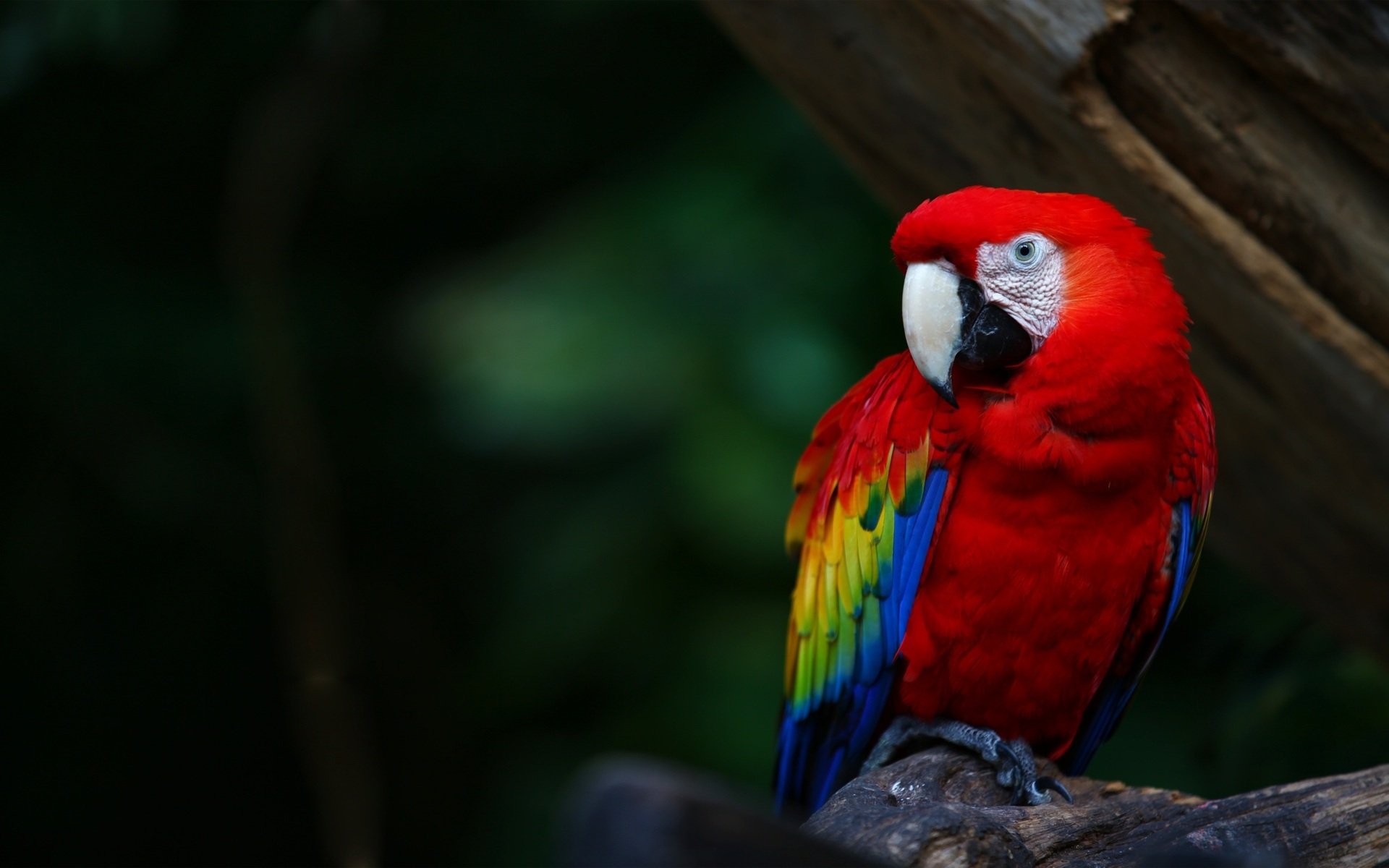 pájaro loro guacamayo colores brillante plumas pico