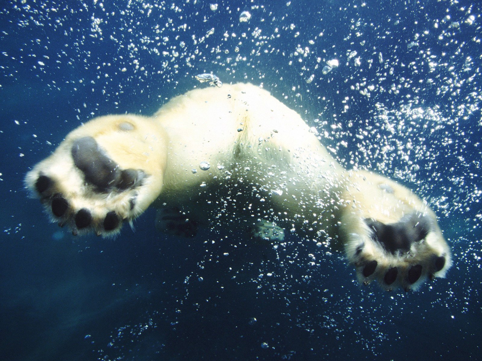 white bear views rear feet water bubbles air swimming