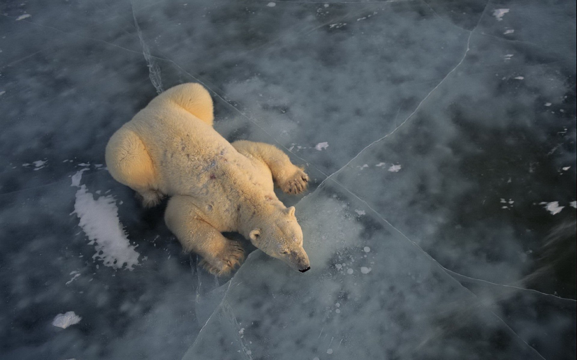 hintergrund geknackt polar weiß bär