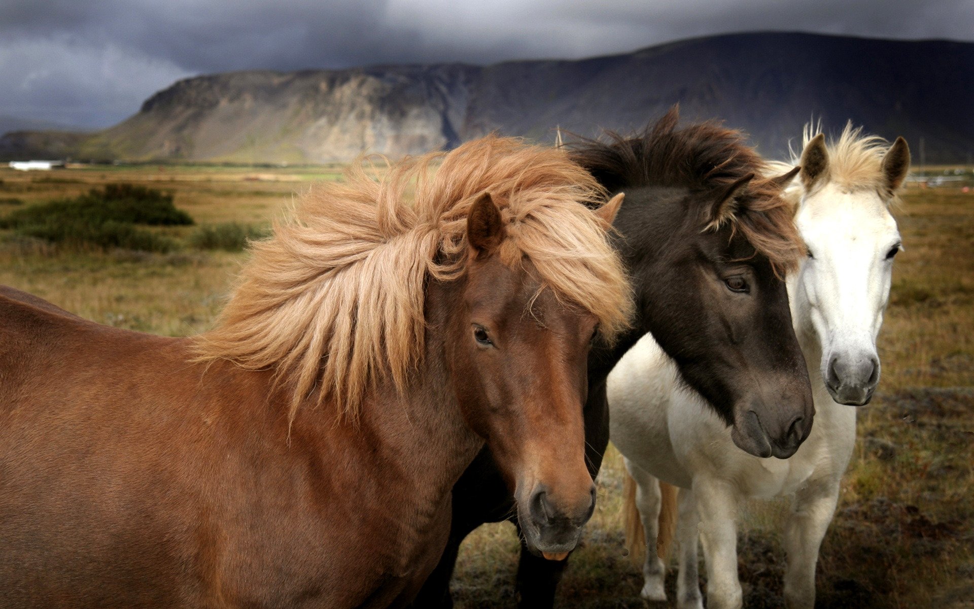 caballos campo montañas naturaleza pasto hierba color lana melena