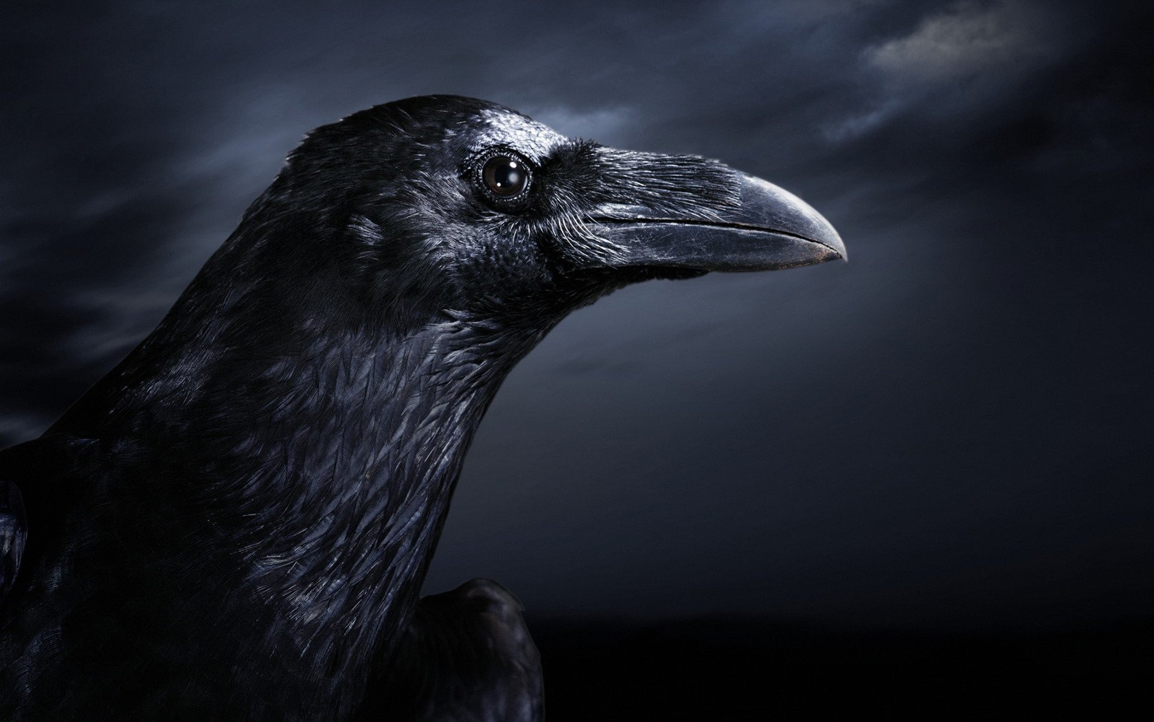 night poultry raven