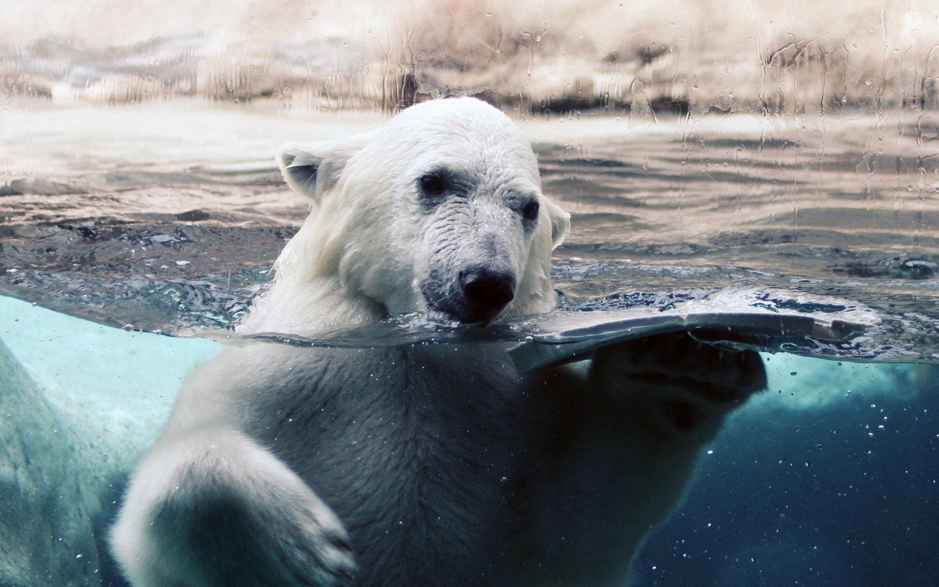 bianco orso acqua vetro gocce