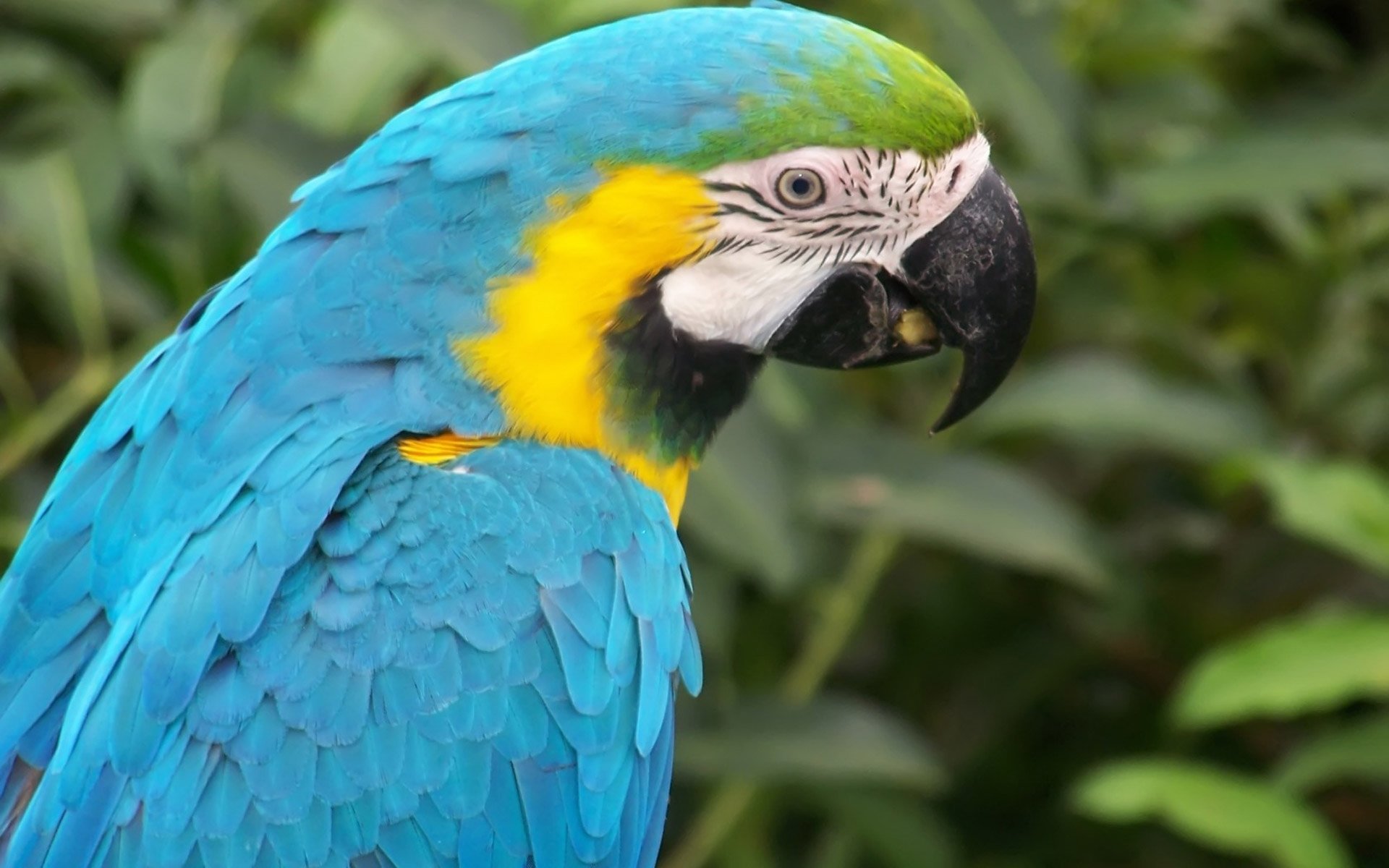 uccello pappagallo becco. blu