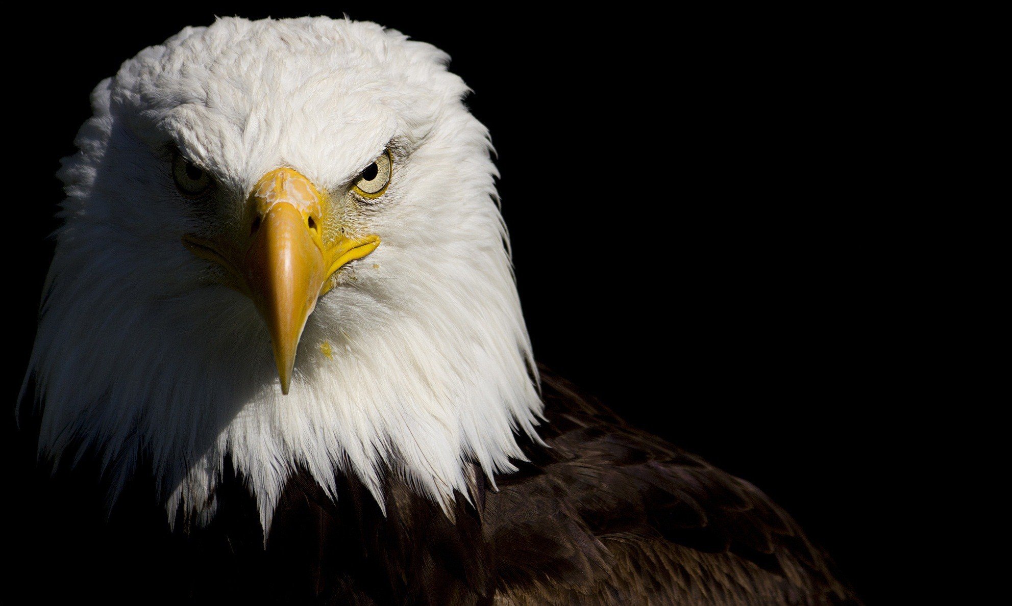 regard plumes ombre