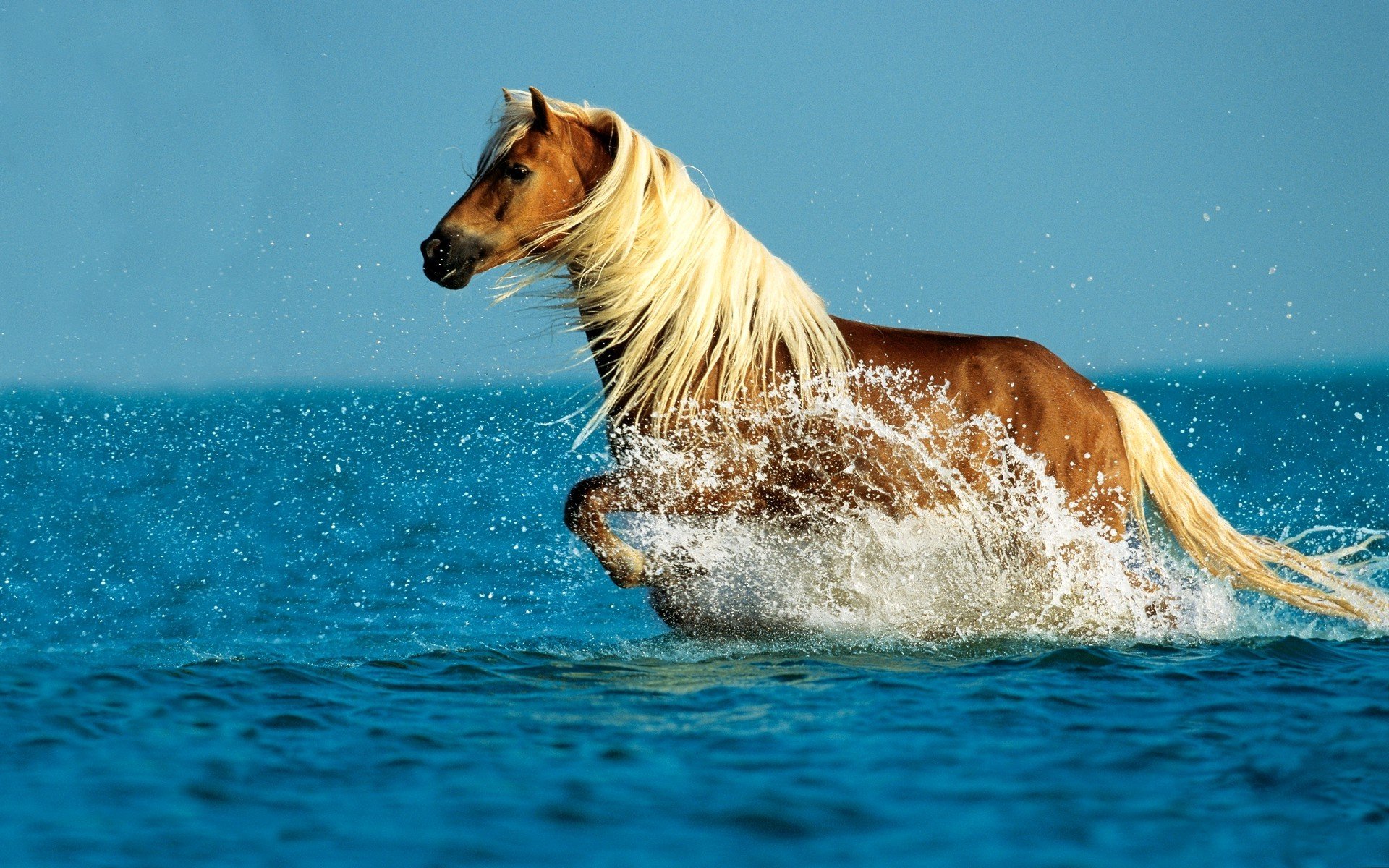 water drops spray horse white mane tail