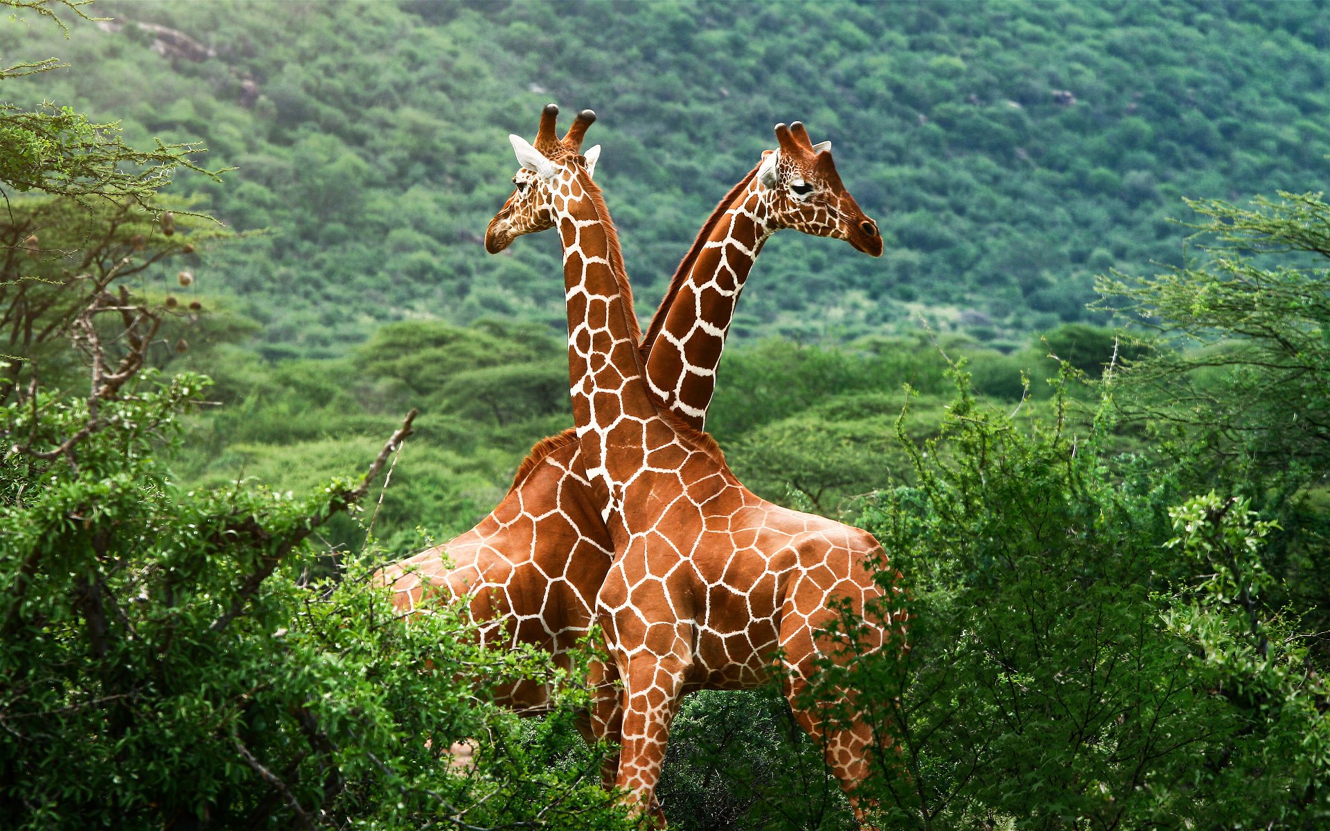 giraffe africa savana verde