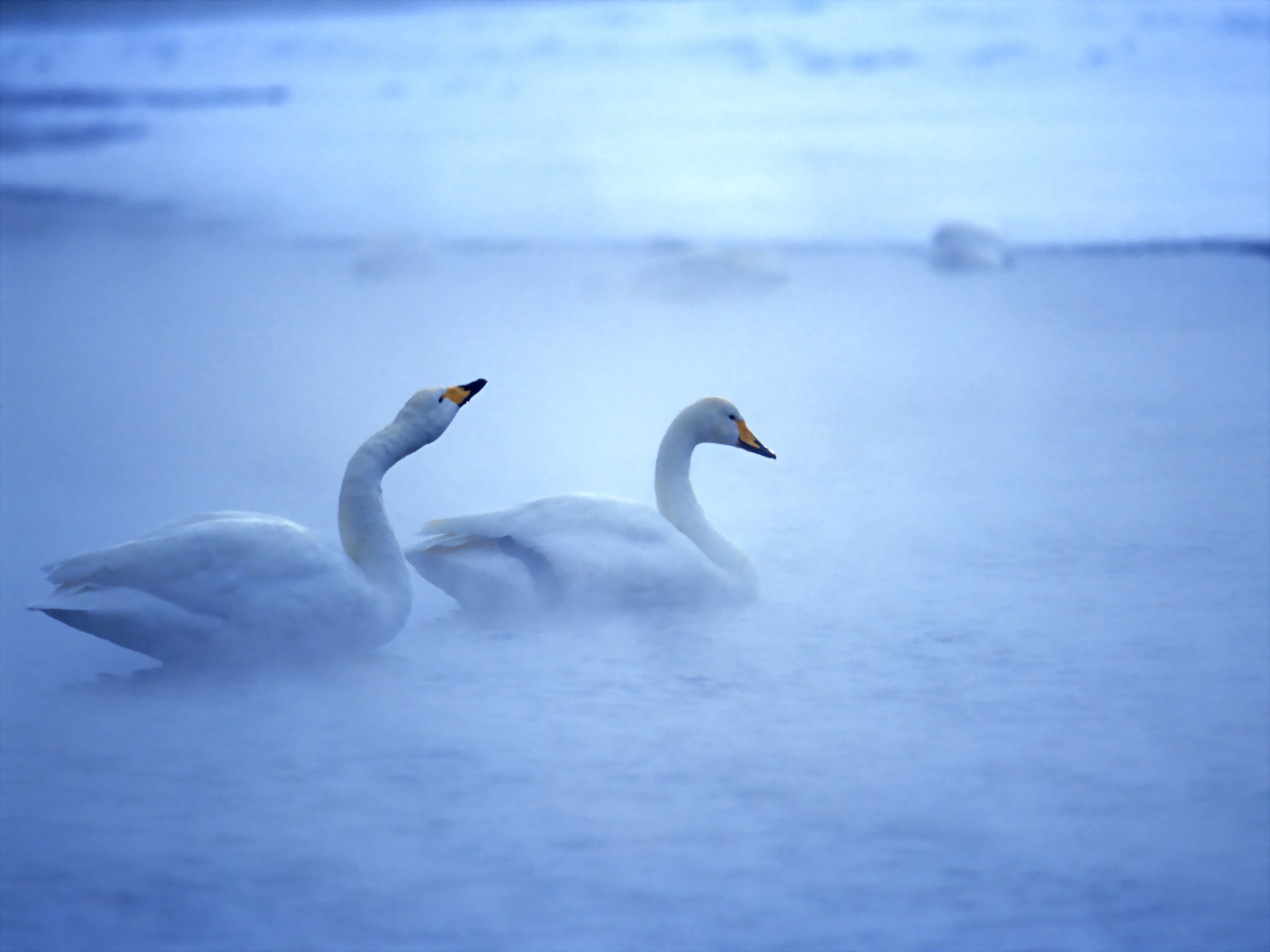 eau oiseaux cygnes