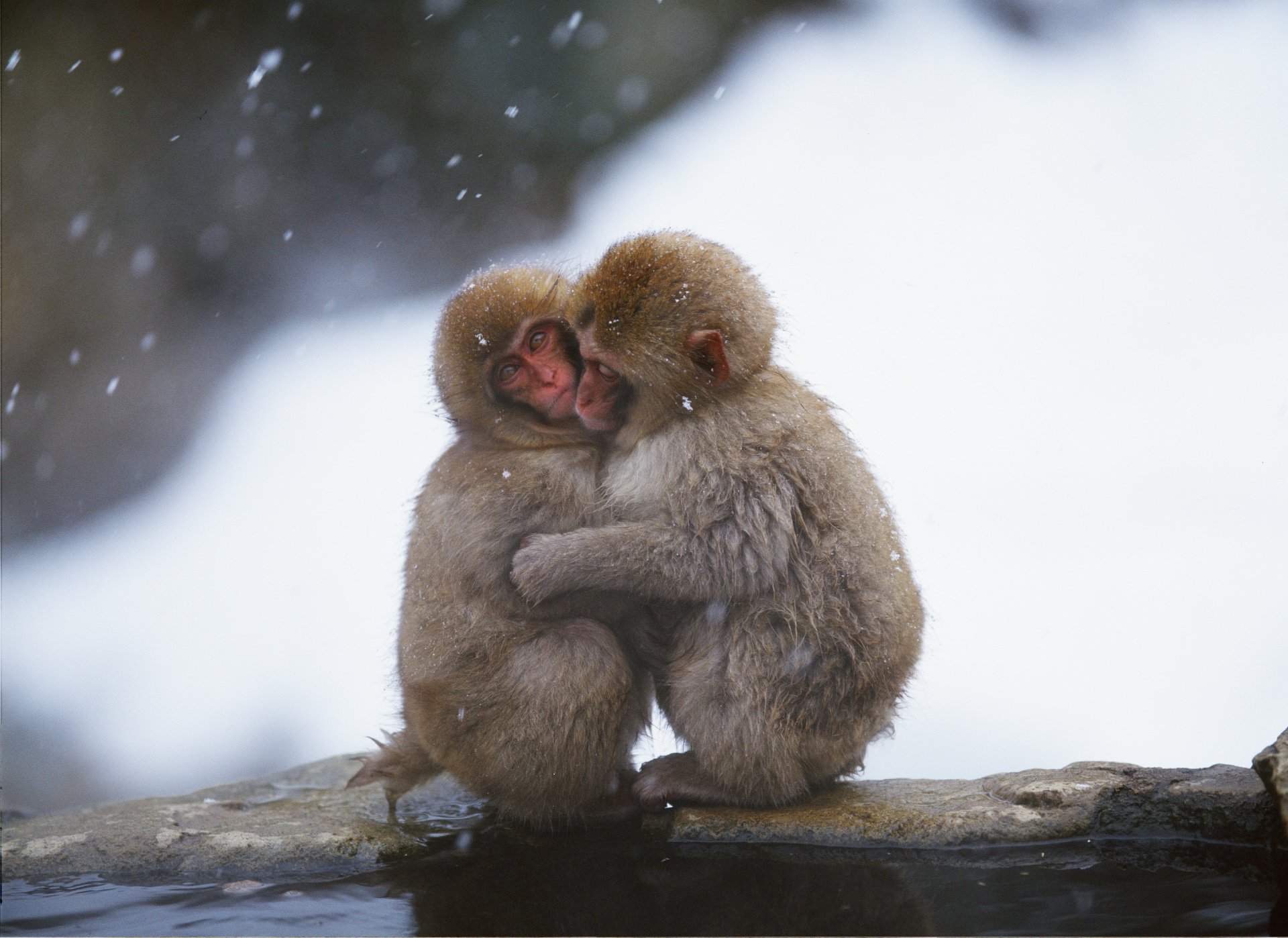 monkey hug are heated cool snow winter water wallpaper