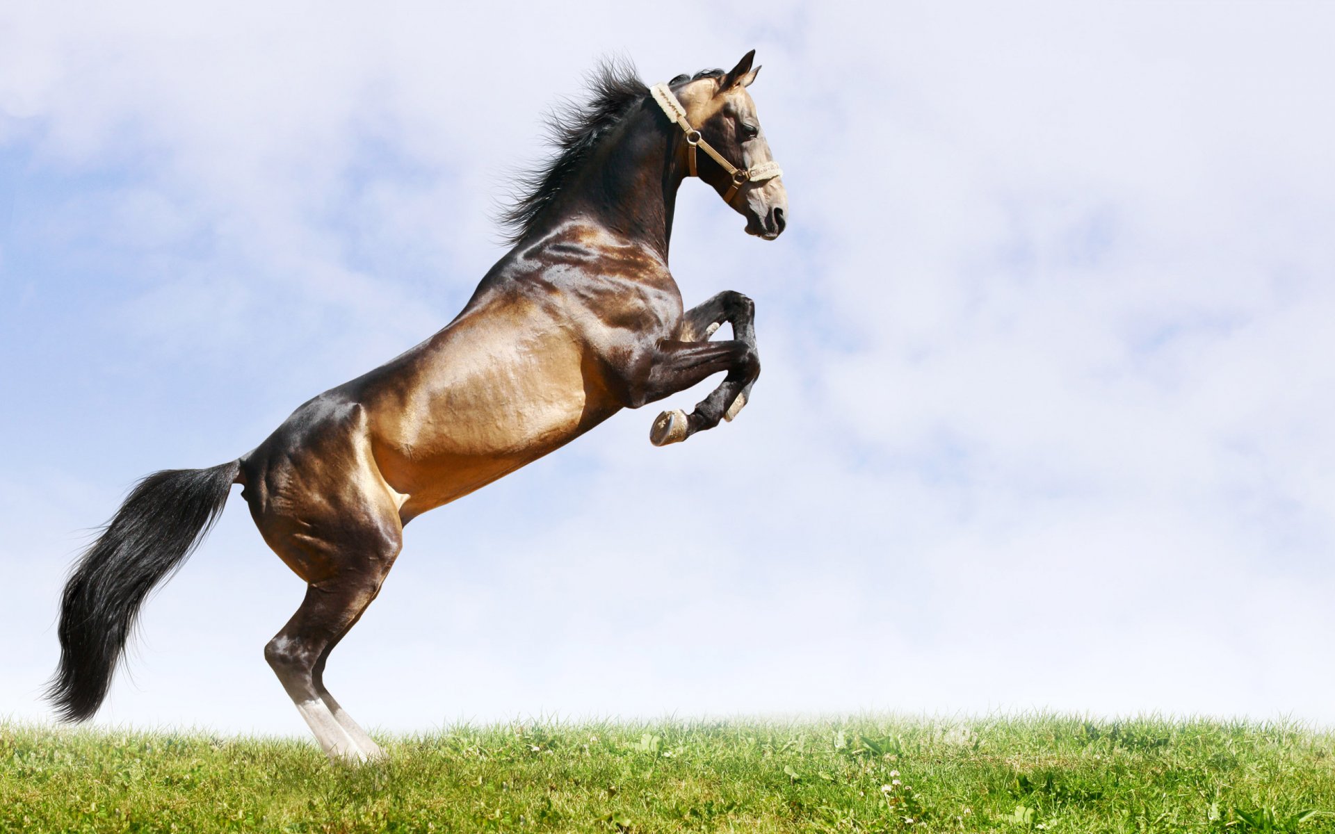 horse background grass sky buck mane tail muscle