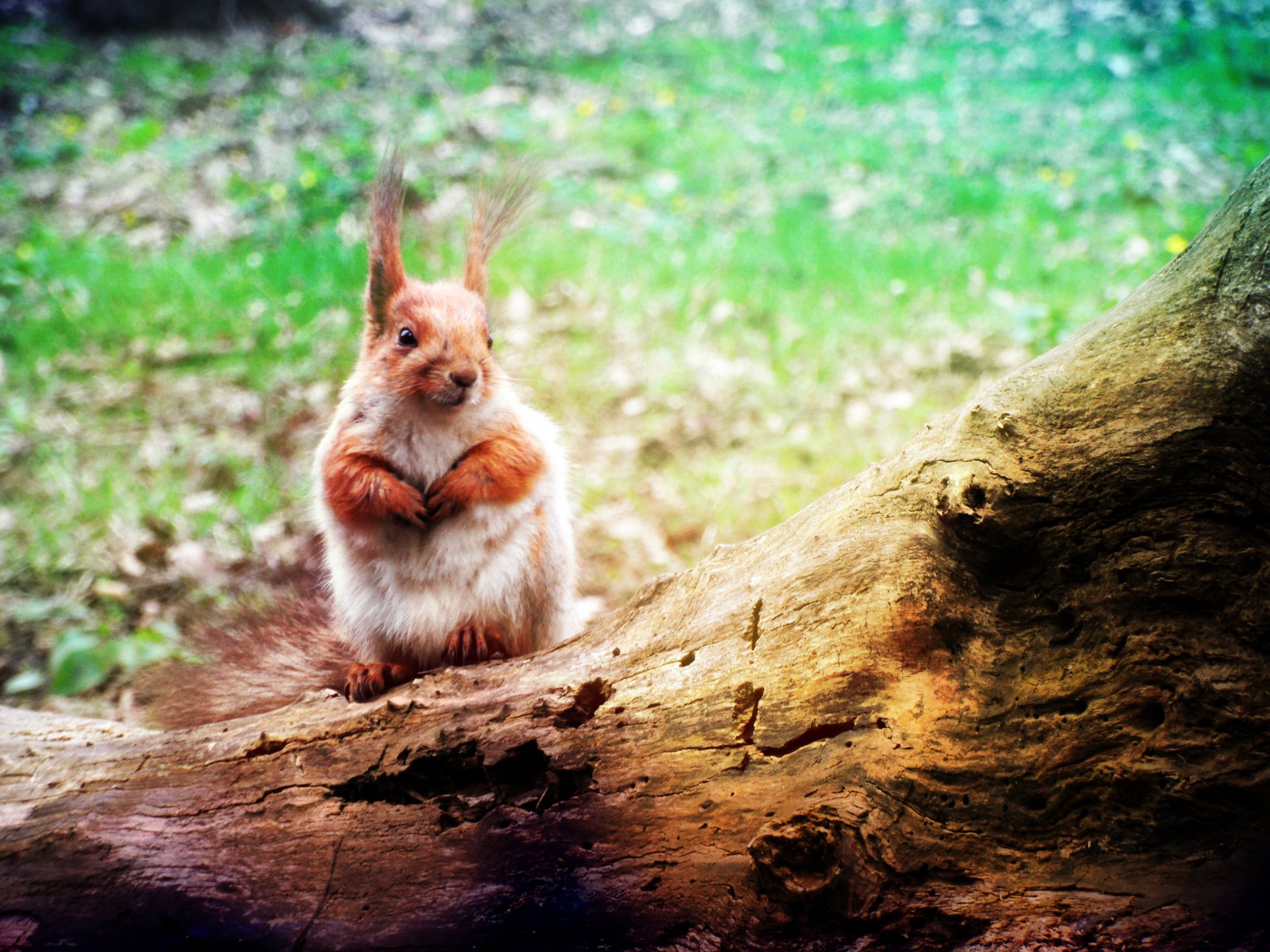 fondos de pantalla ardilla animales ardilla