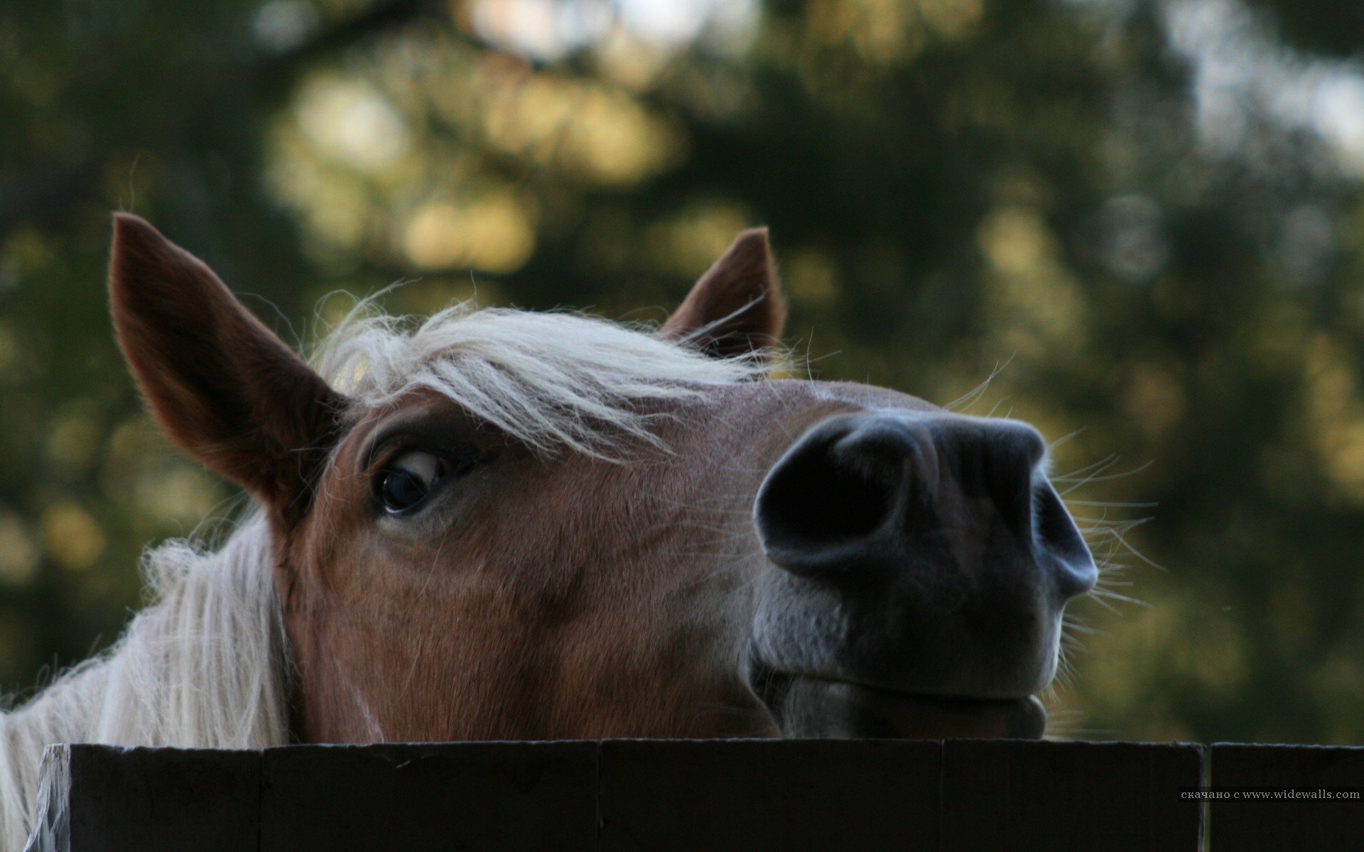 horse fence tree photo