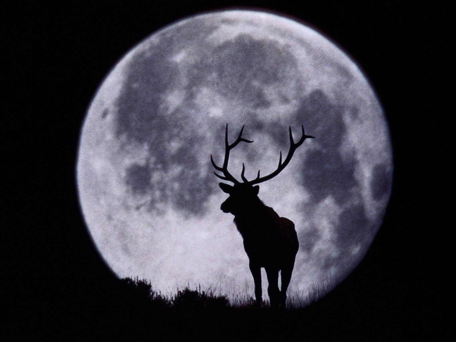 reindeer horn moon silhouette