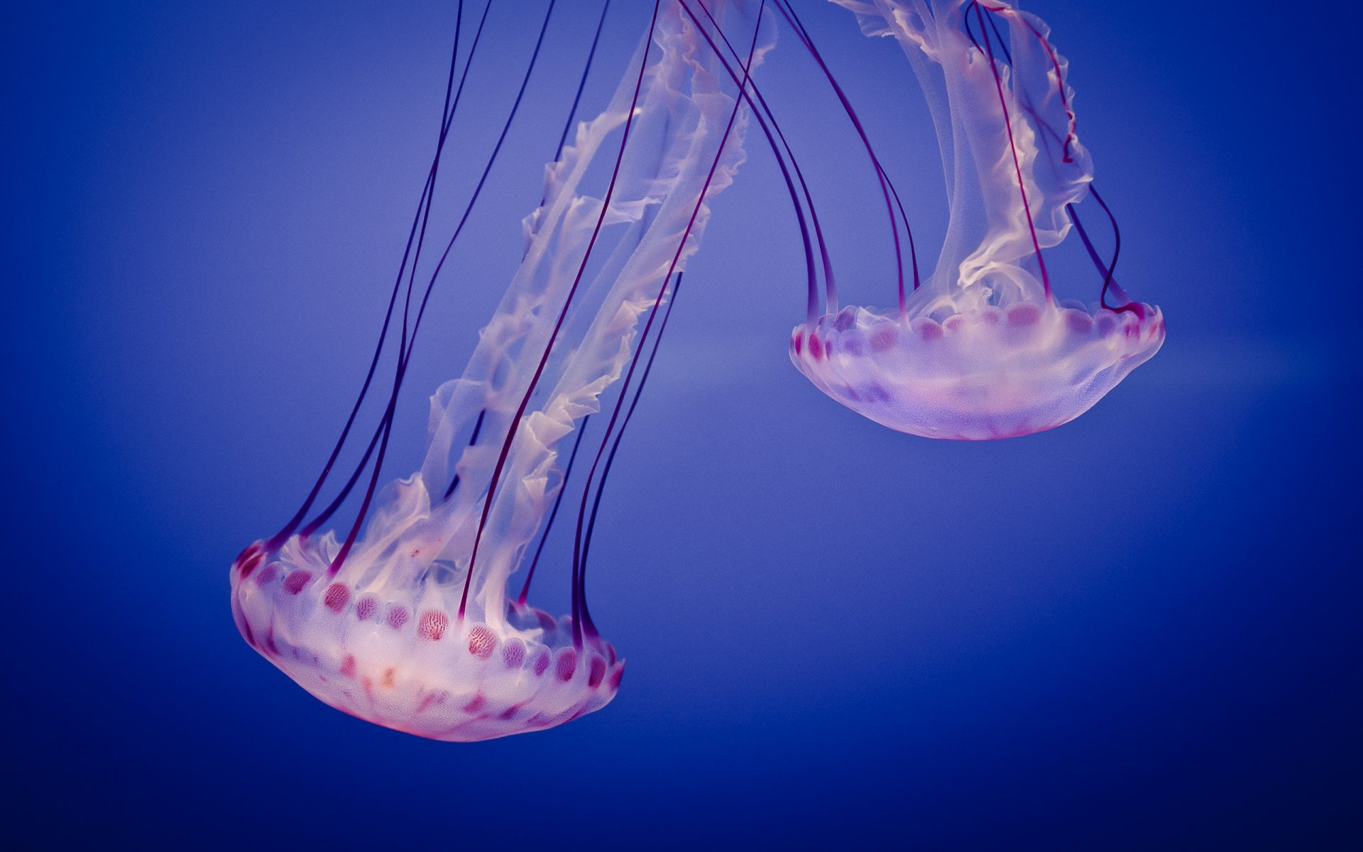 jelly jellyfish aquarium