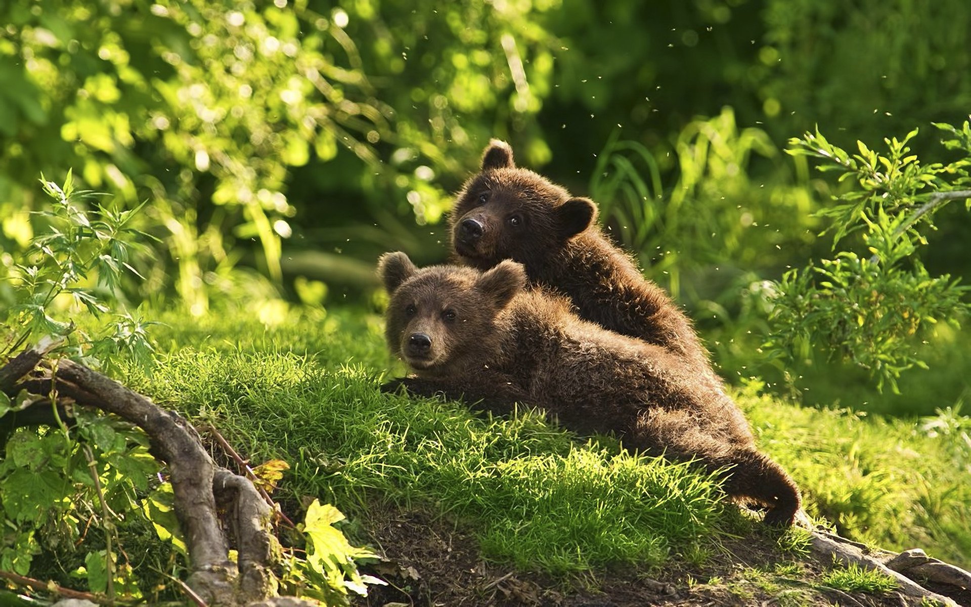 animaux ours forêt moustiques