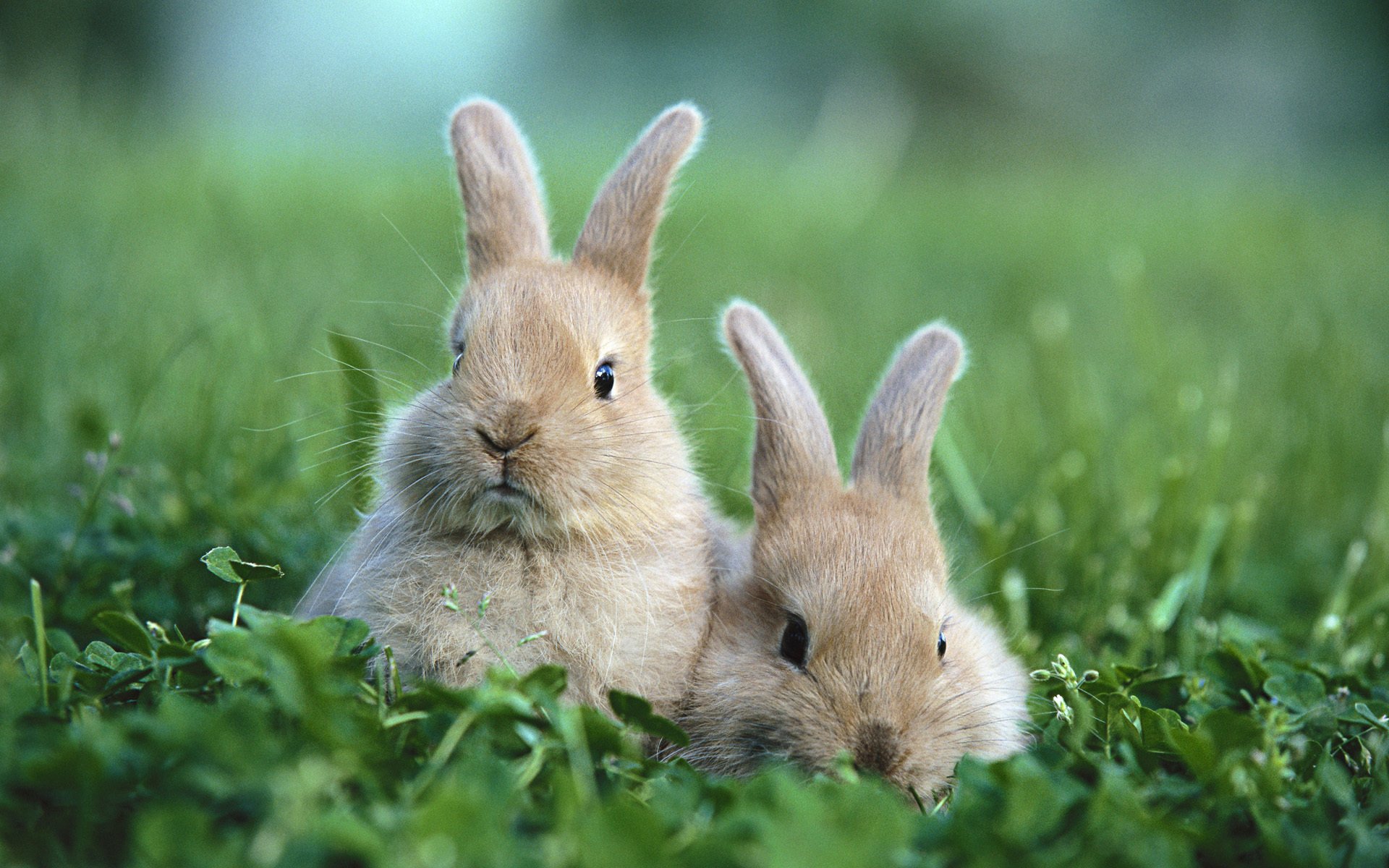 lapins clairière herbe