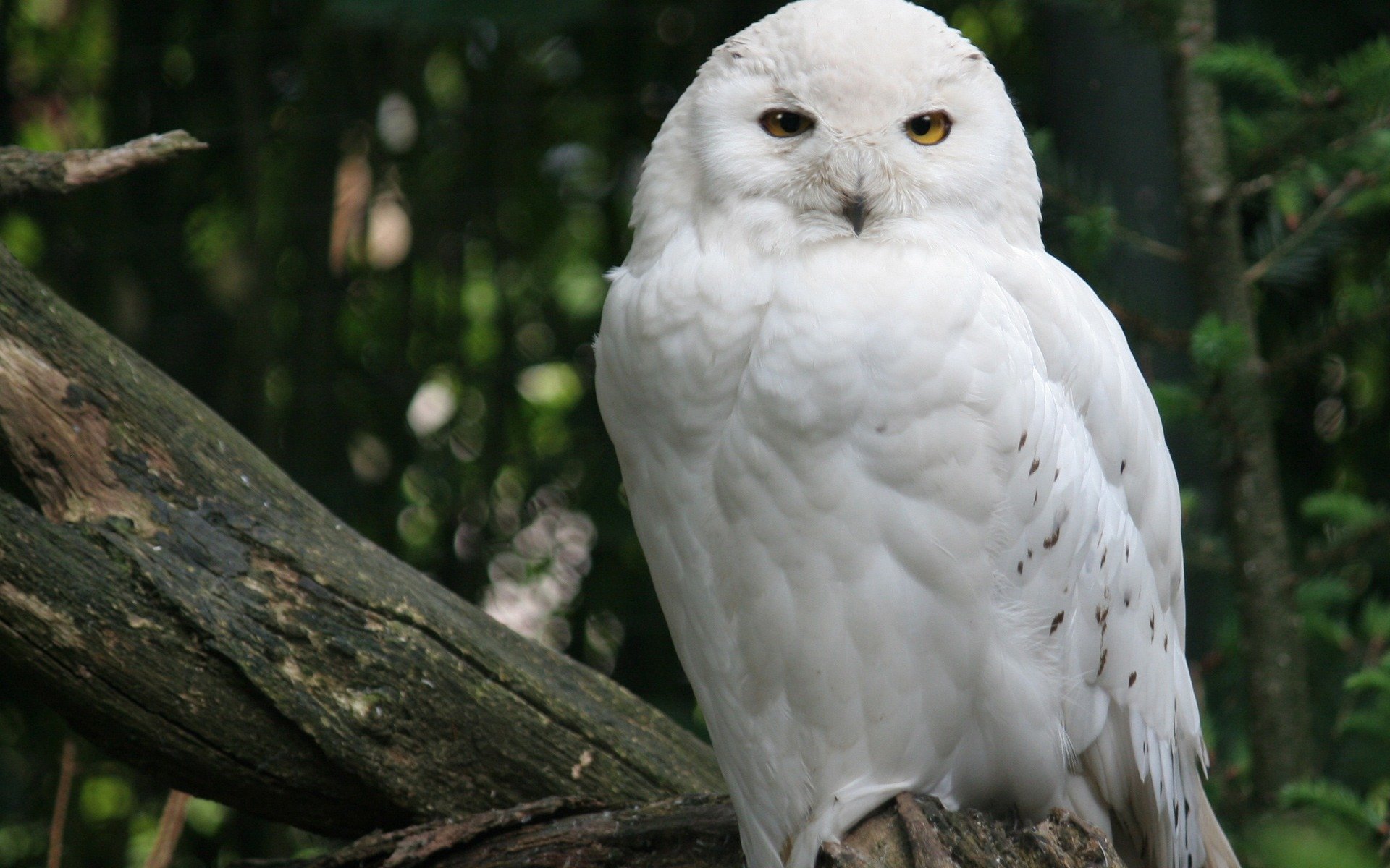 búho de nieve blanco pájaro árbol bosque