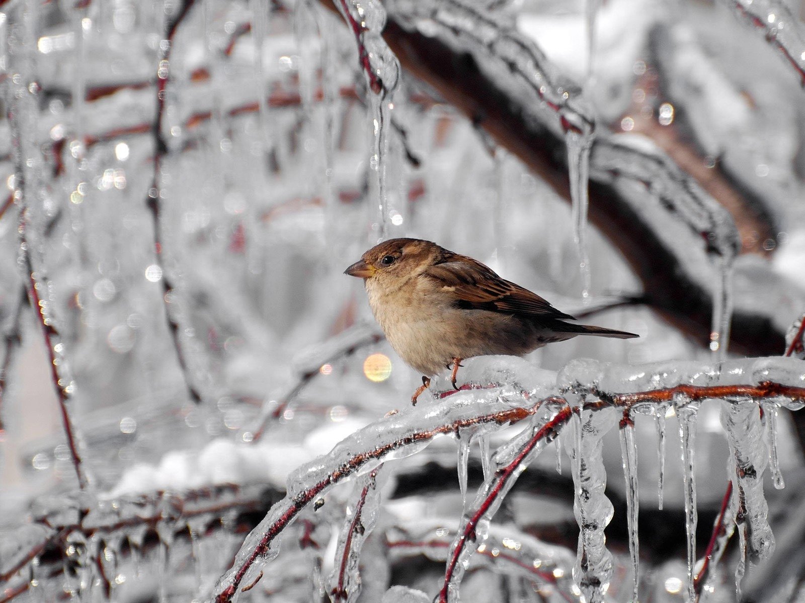 winter frost icicles branches sparrow