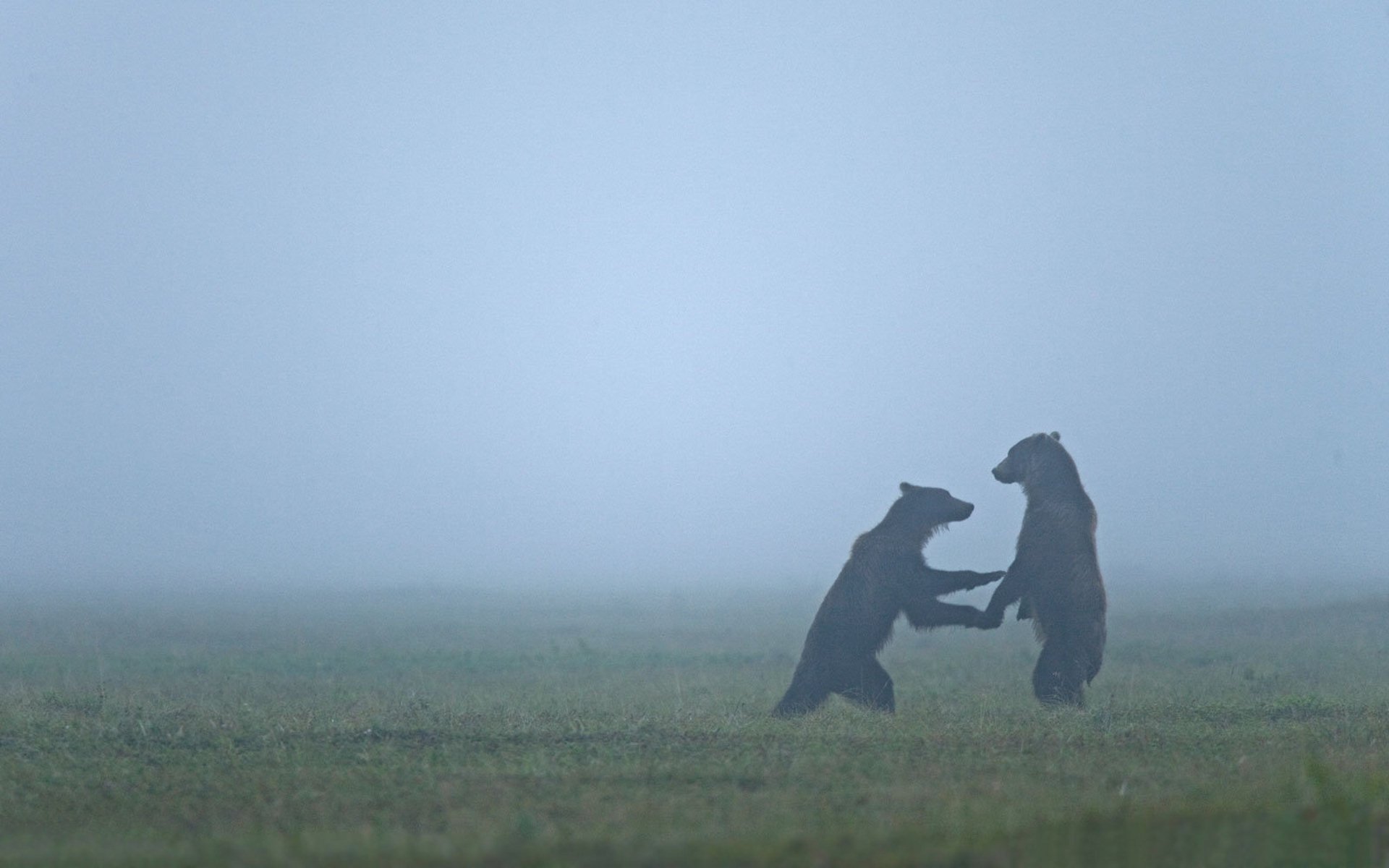 animali orsi nebbie foschia orso fauna selvatica