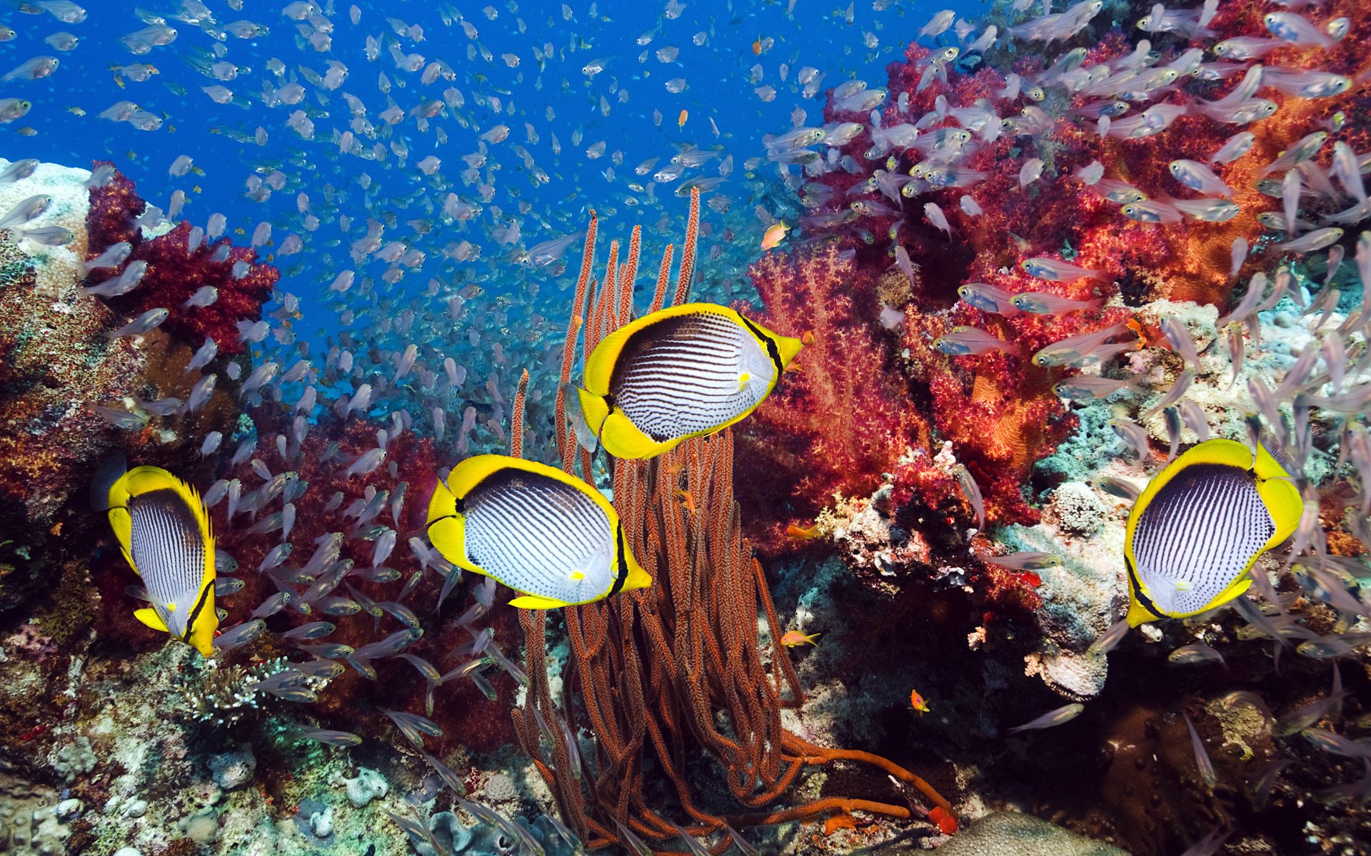 monde sous-marin mer coraux poissons